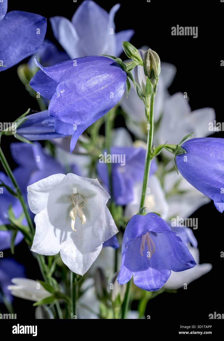 Fiore di campana in fiore con foglie di pesca su sfondo nero Foto Stock