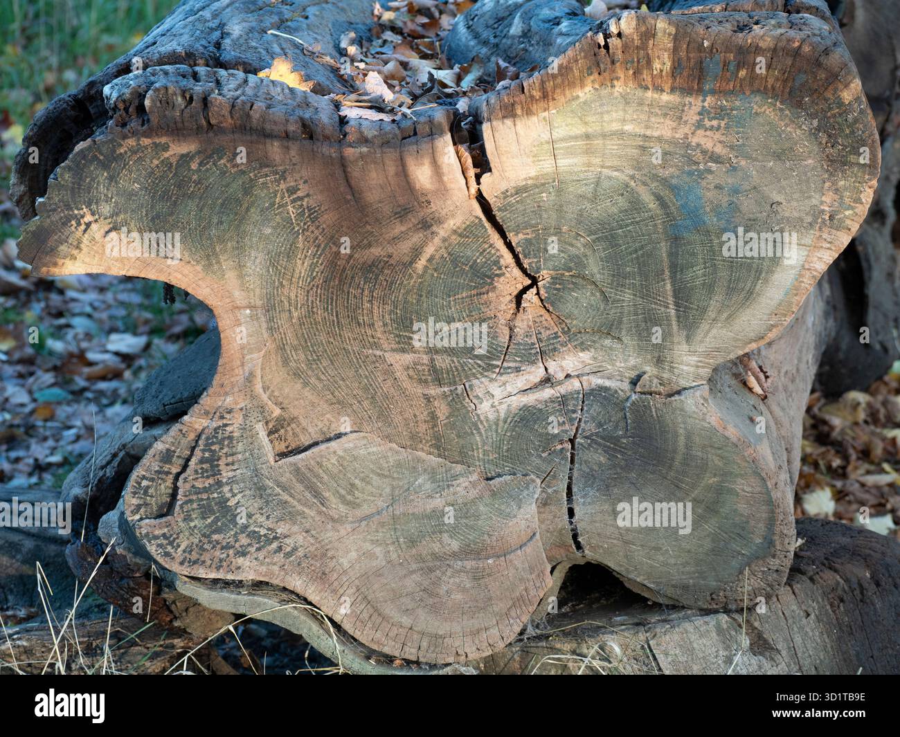 Queste forme piacevoli e motivi in legno sono un primo piano del ceppo di un albero vicino al fiume Cherwell a Oxford. Puoi trovare una bellezza astratta o forme interessanti praticamente ovunque, se solo guardi abbastanza. Foto Stock
