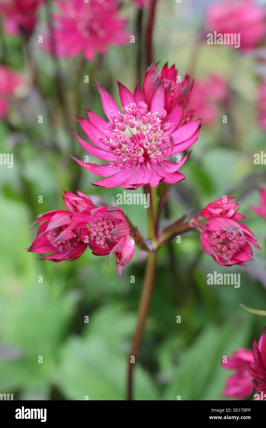 Astrantia Major Ruby Star. Fiori di rosso intenso stellato di Astrantia Ruby Star Masterwort, un'ardua perenne, che cresce in un giardino di ghiaia. Foto Stock