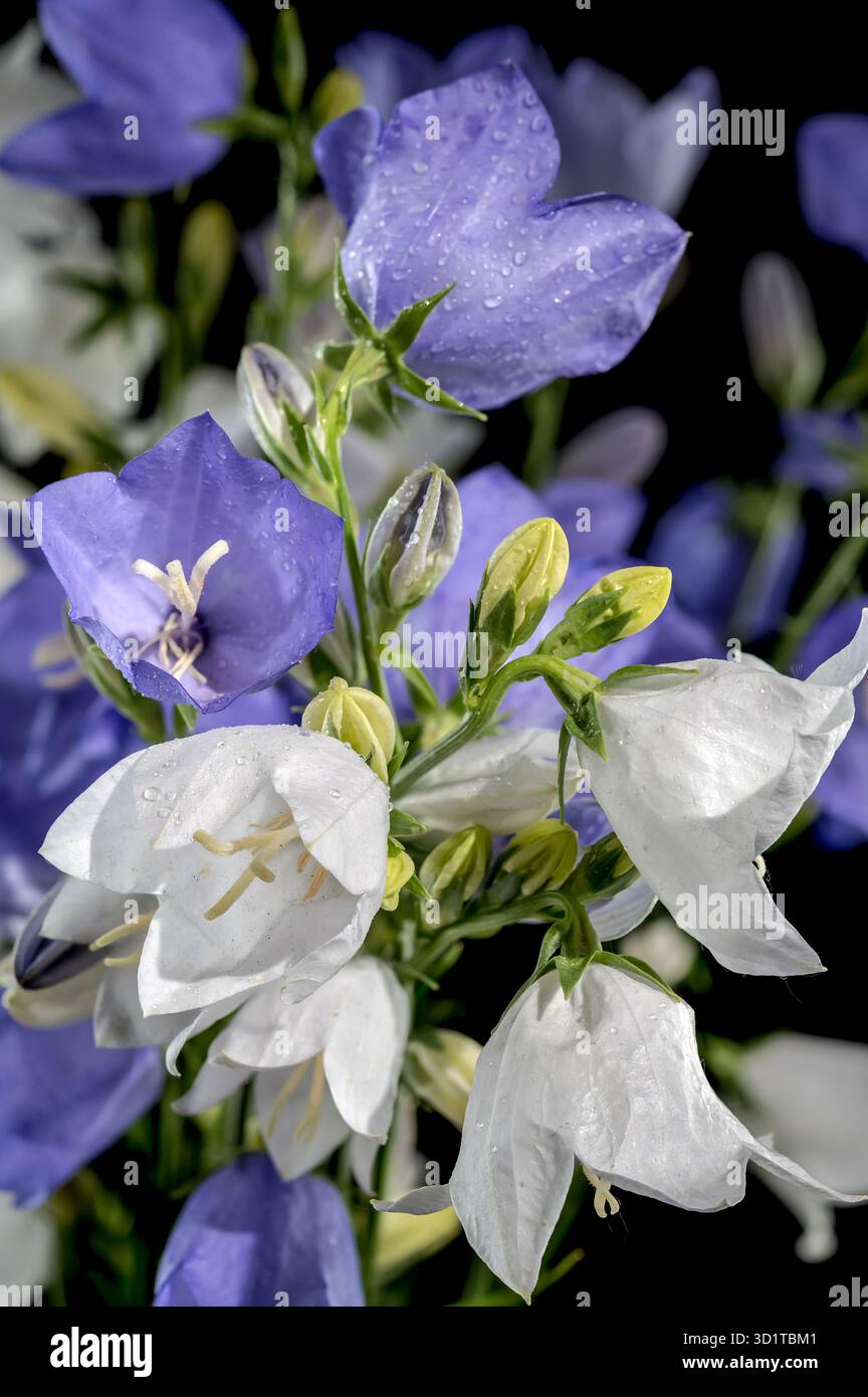 Fiore di campana in fiore con foglie di pesca su sfondo nero Foto Stock
