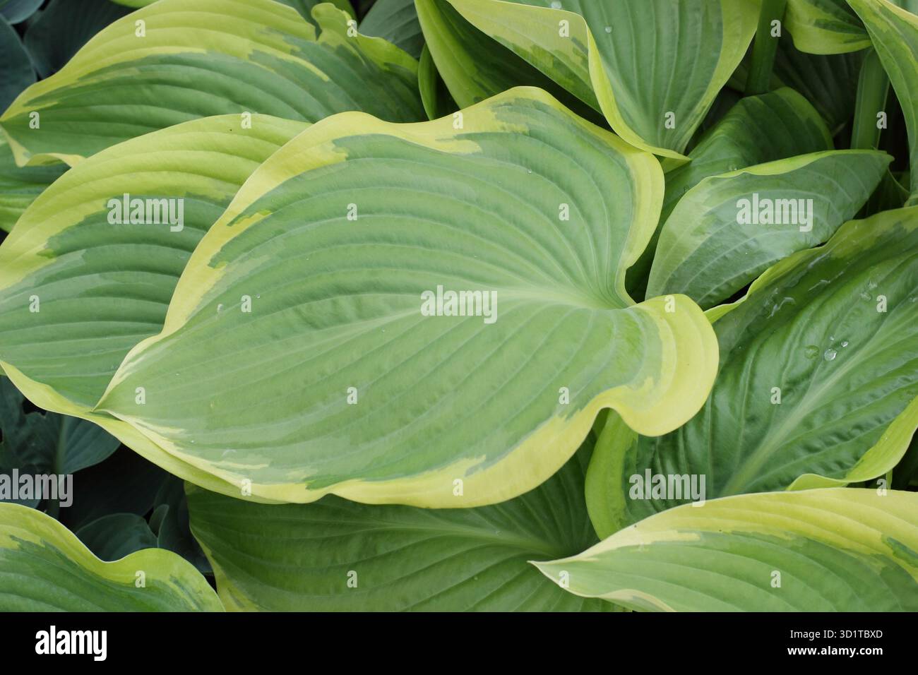 Giglio di piante Hosta Victory, erbacea perenne con foglie verdi lucide e bordate gialle. Foto Stock