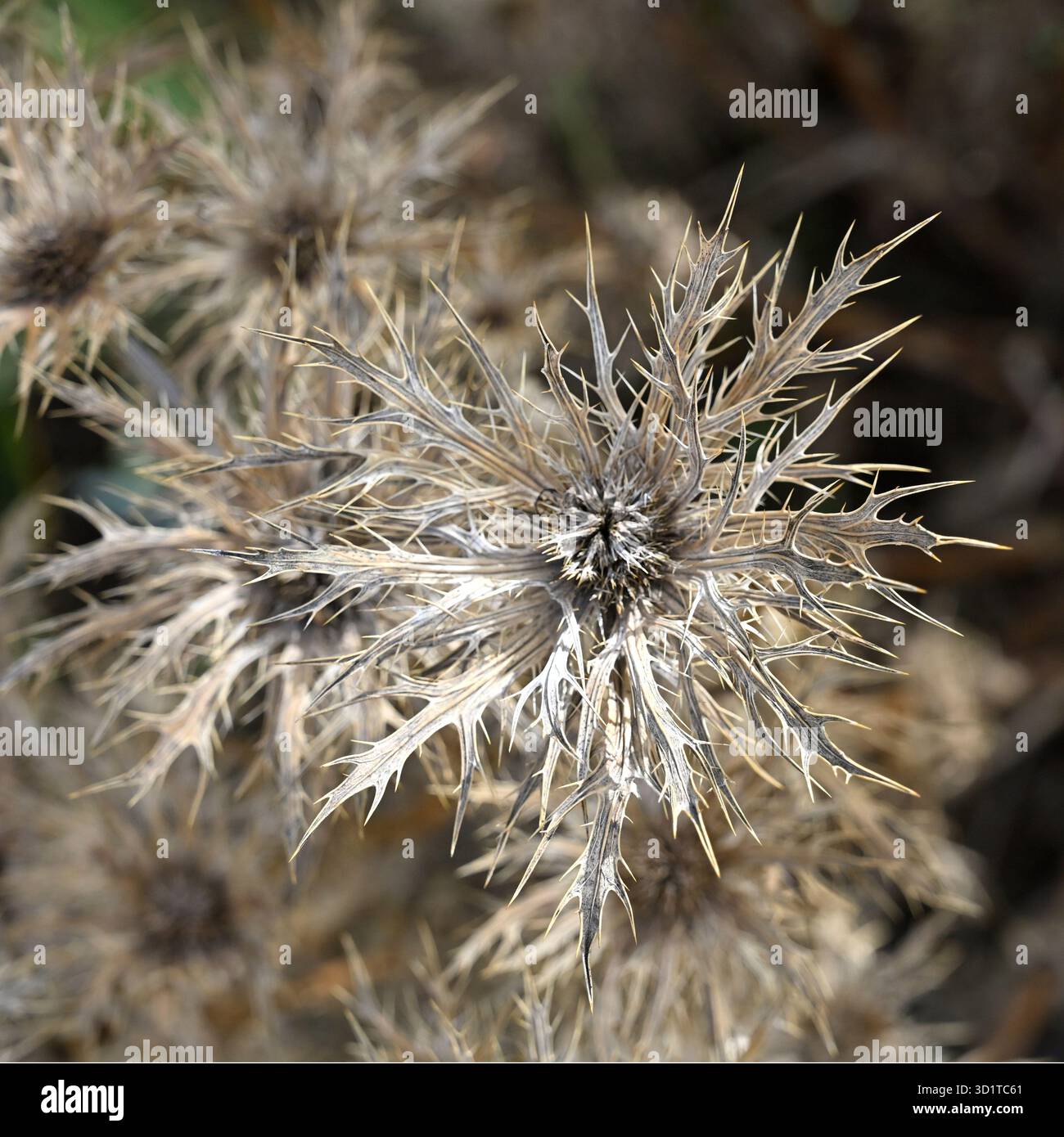 Fiori secchi o testa di semina di marea holly o eryngium UK Garden settembre Foto Stock