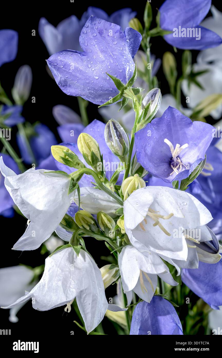 Fiore di campana in fiore con foglie di pesca su sfondo nero Foto Stock