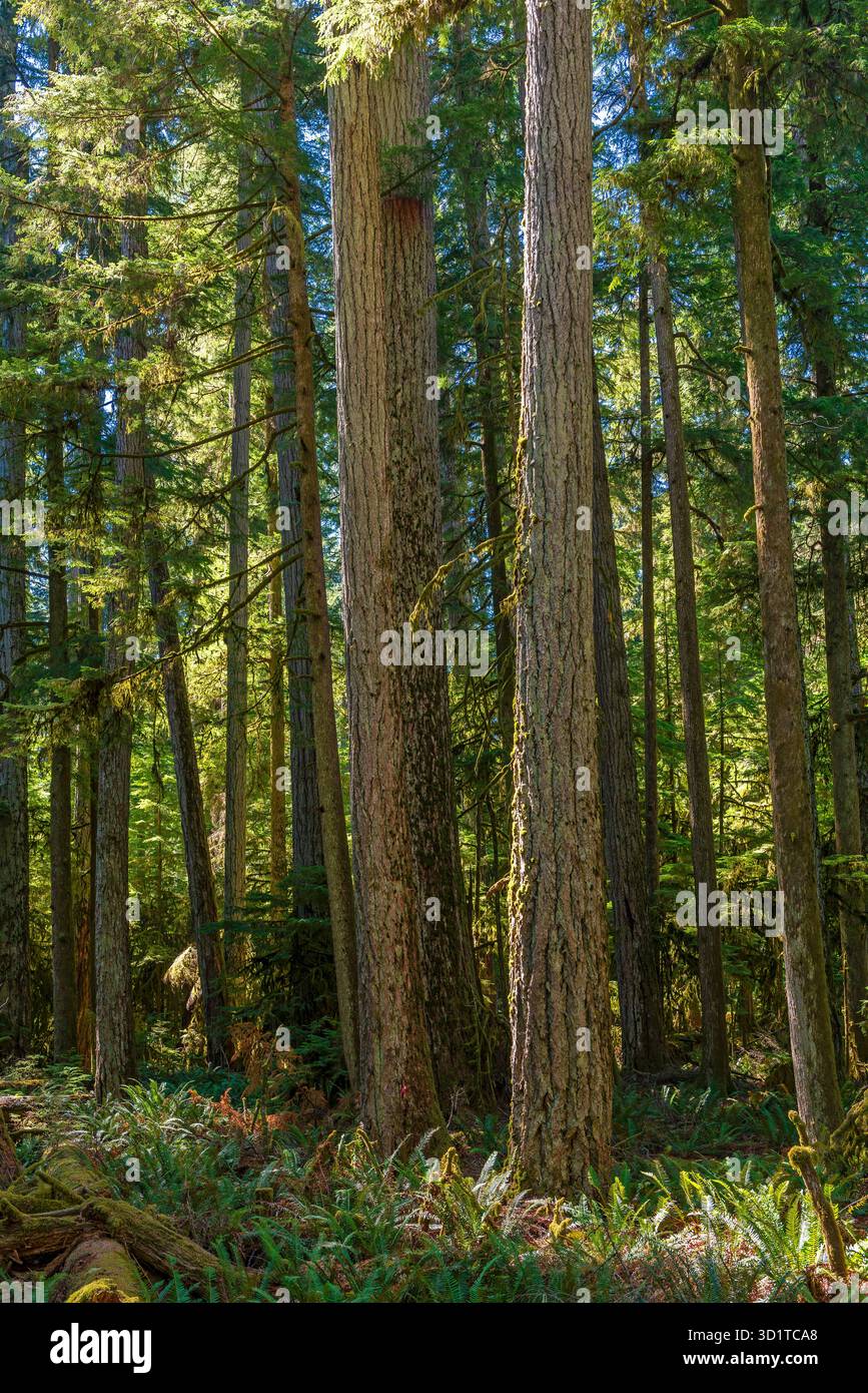 Vecchia foresta di Cathedral Grove, Macmillan Provincial Park, Vancouver Island, Canada. Foto Stock