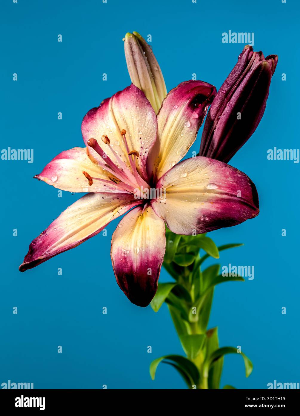 Giglio lollypop arancione in fiore su sfondo blu Foto Stock