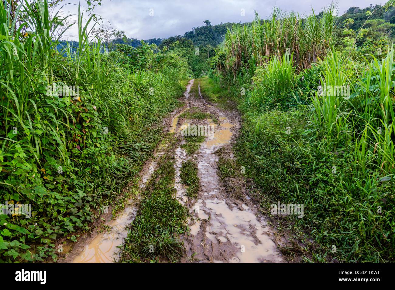 Difficile da percorrere strada di campagna nella regione della foresta pluviale del Guatemala Foto Stock
