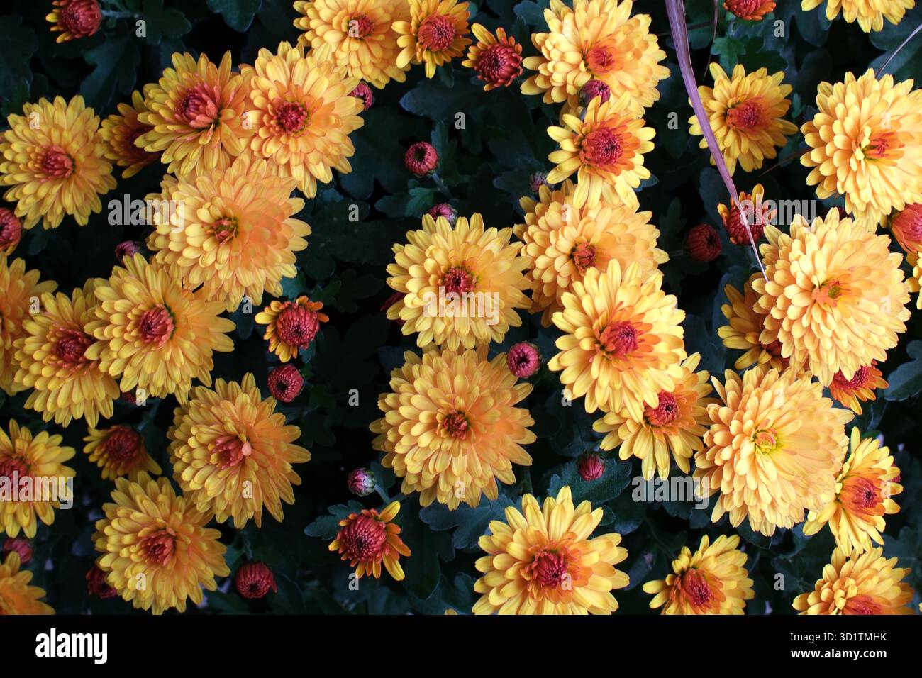 Gruppi di crisantemi indiani gialli (Chrysanthemum indicum) con centri rosa. Foto Stock