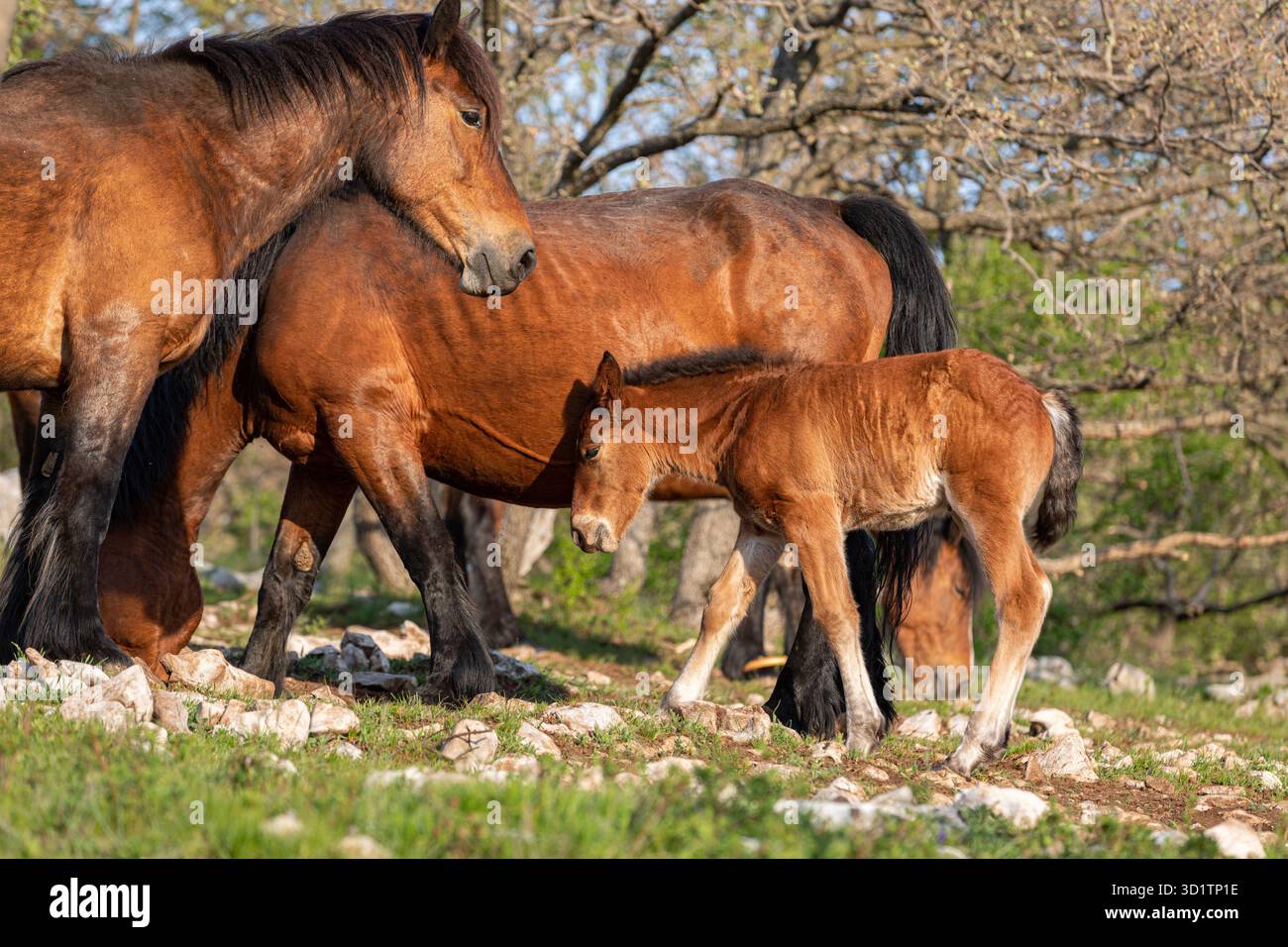 Famiglia di cavalli bruni selvaggi insieme Foto Stock