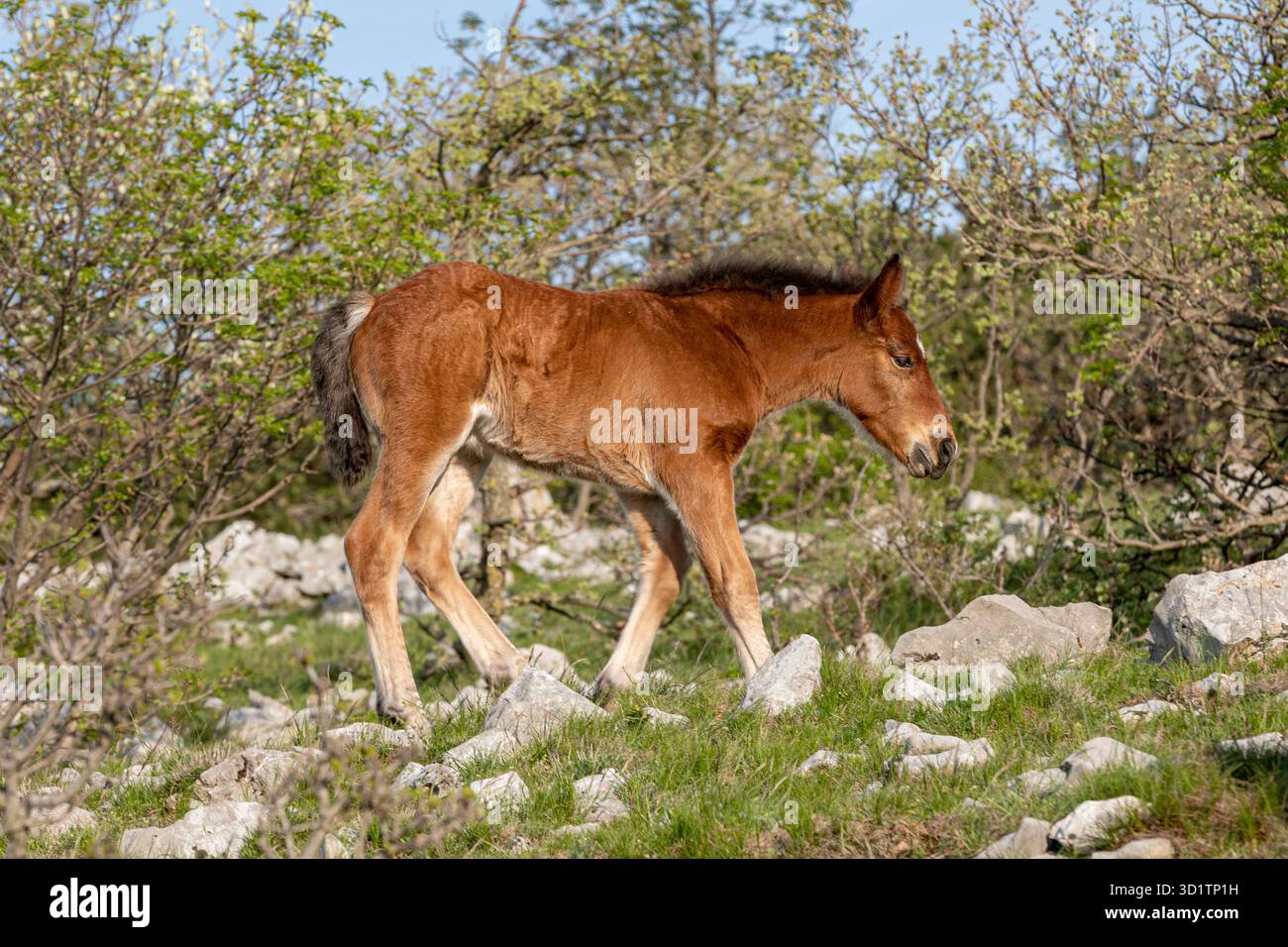 Camminata libera nella natura Foto Stock