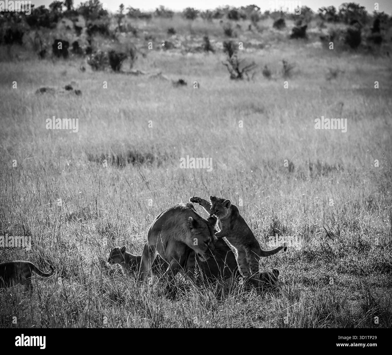 Lioness gioca con i suoi cuccioli nell'erba alta della savana africana, godendosi un momento di legame familiare Foto Stock