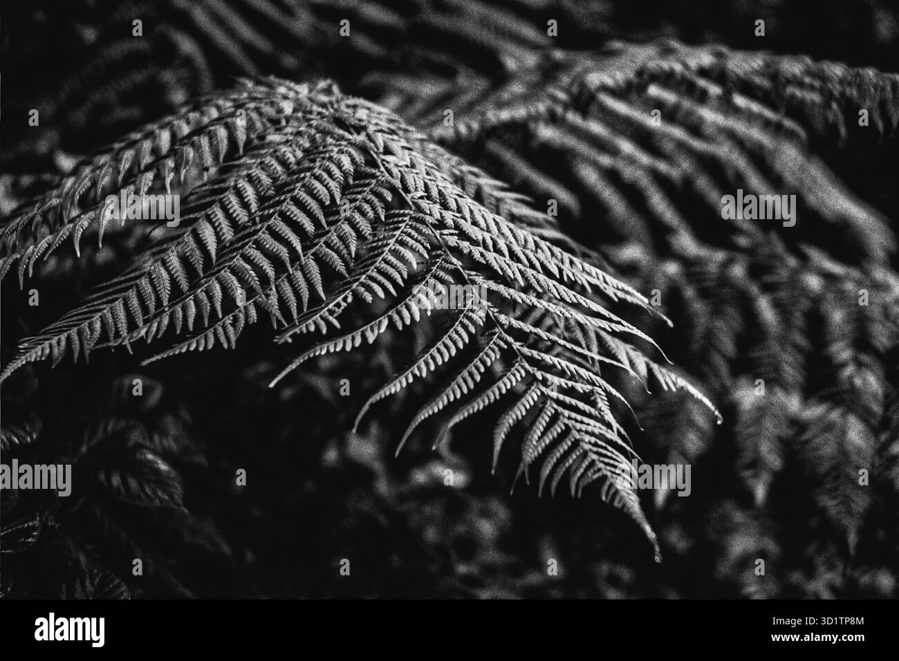 Foto d'arte in bianco e nero di una fronda di felce in primo piano, che mette in evidenza delicate texture di foglie e motivi astratti naturali, Irlanda. Foto Stock