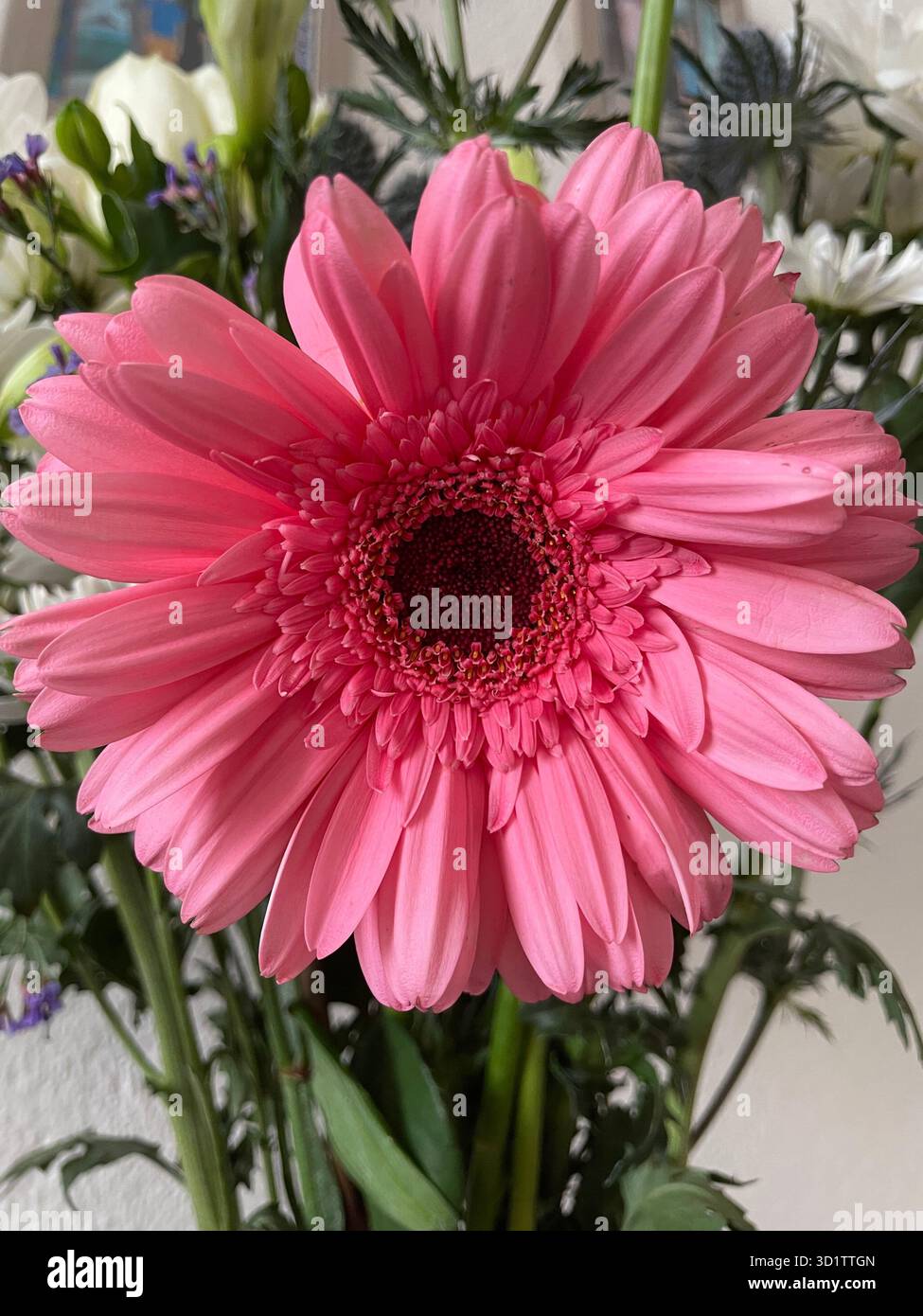 Primo piano di gerbera rosa, fiore a margherita, con luce naturale - Immagine stock catturata con smartphone