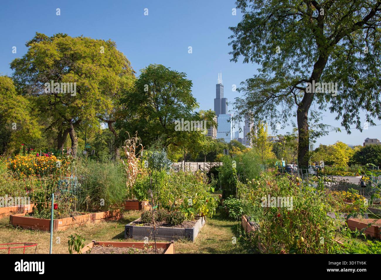 Chicago, Illinois - la Willis Tower (originariamente Sears Tower), l'edificio più alto di Chicago, fotografata dalla Taylor Street Farms, una comunità Foto Stock