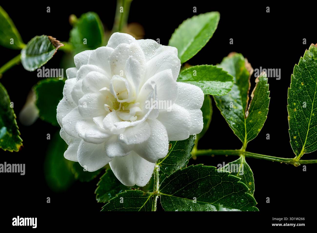 Rosa bianca in miniatura in fiore su sfondo nero Foto Stock