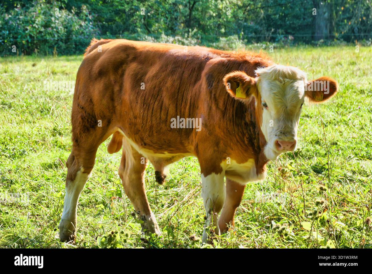 Giovane toro Foto Stock