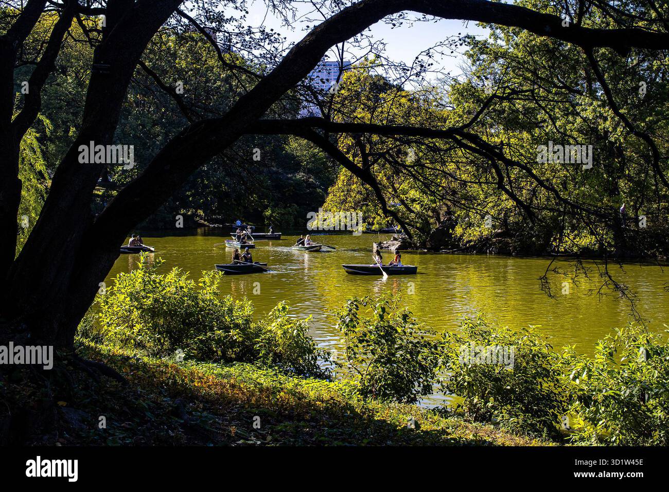 Persone che vogano barche a remi nel lago a Central Park, Manhattan, New York City in un weekend estivo soleggiato, incorniciate dietro il tronco e i rami di un albero Foto Stock