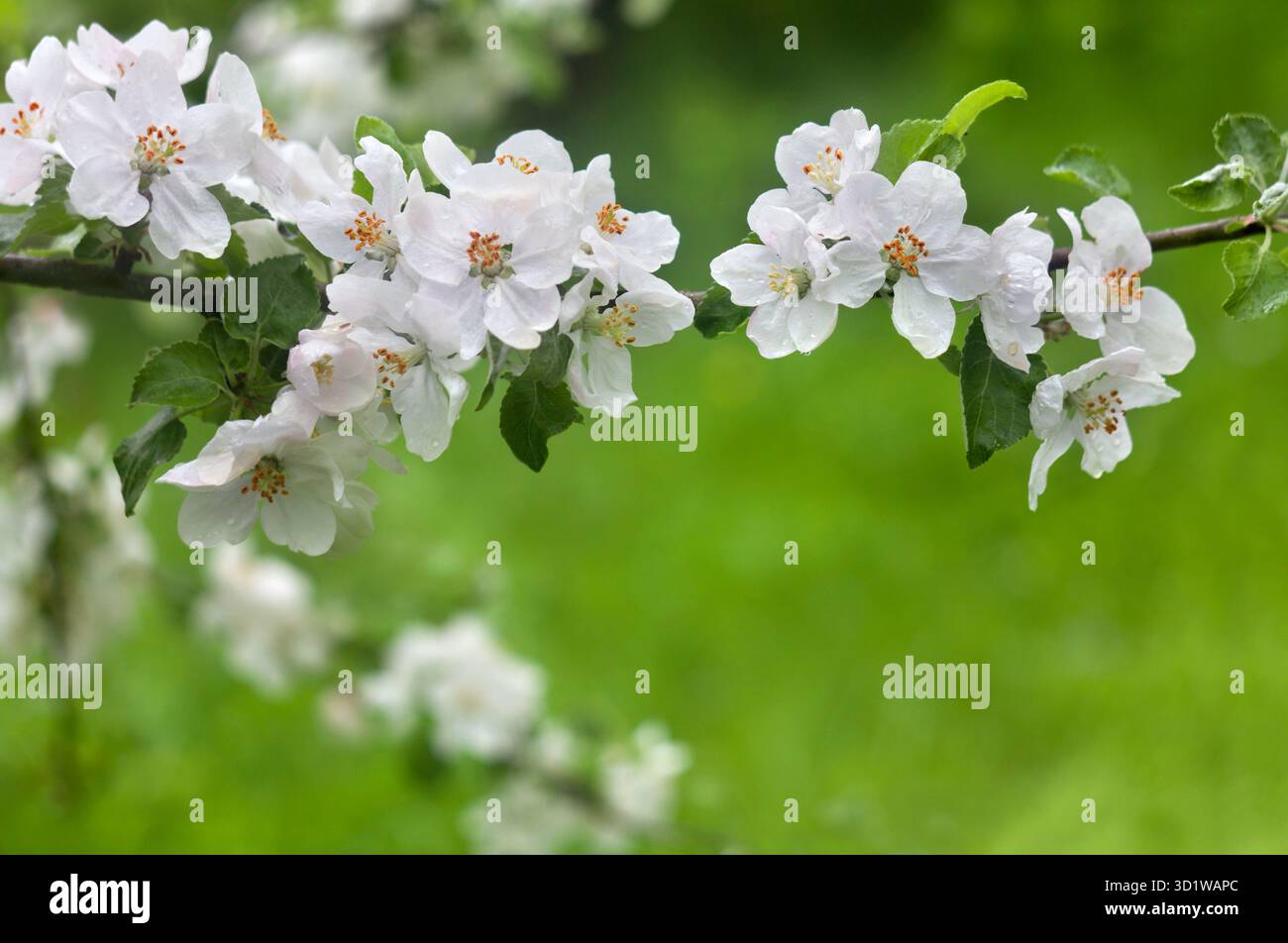 Fiori melo su ramo con foglie dopo la pioggia in primavera in giardino su sfondo sfocato Foto Stock
