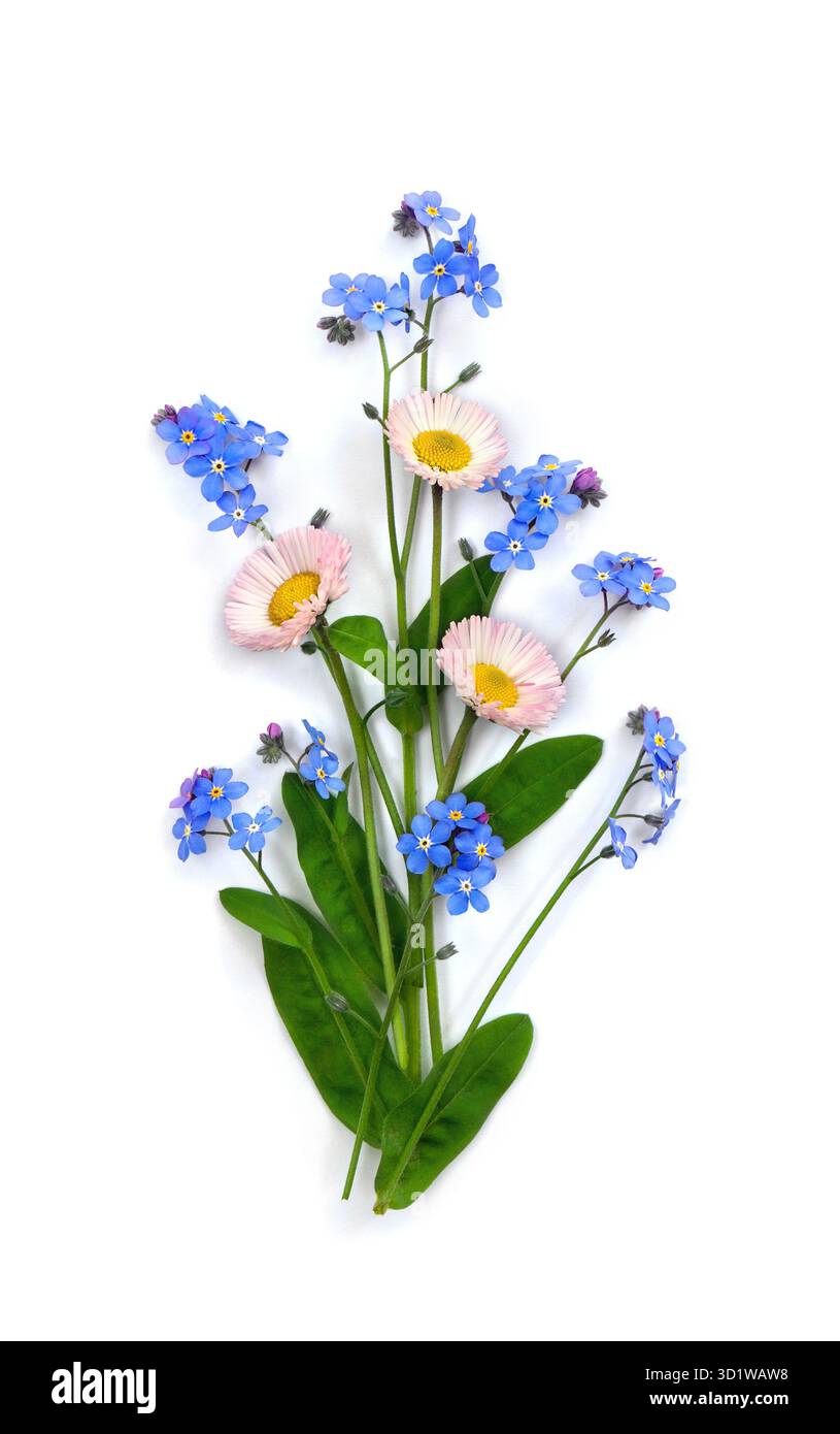 Bouquet di margherite inglese rosa e fiori blu dimentica il mio non su sfondo bianco. Vista dall'alto, disposizione piatta Foto Stock