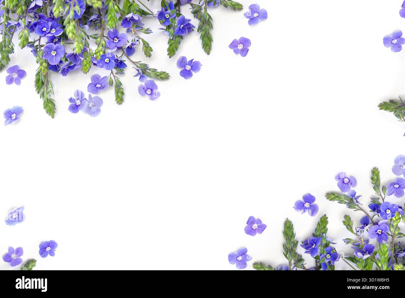 Bouquet di fiori blu speedwell ( Veronica chamaedrys, il germander speedwell, o occhi di gatto ) su sfondo bianco con spazio per il testo. Vista dall'alto Foto Stock