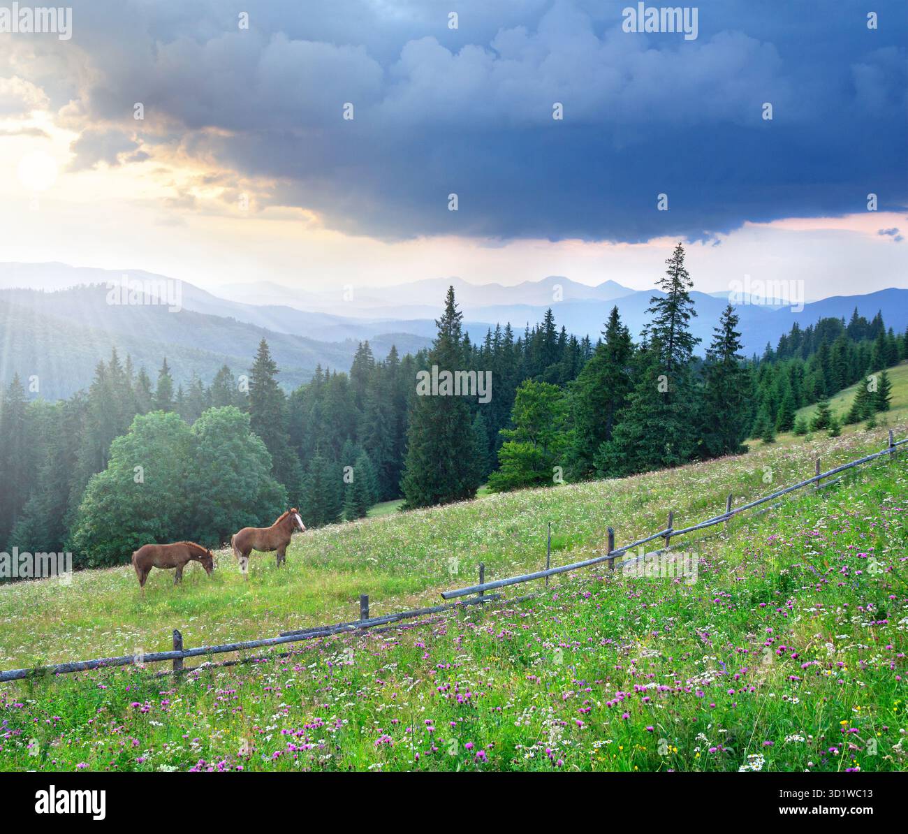 Cavalli selvaggi che pascolano pacificamente su un prato di montagna con fiori selvatici durante un tramonto nella natura selvaggia. Libertà e natura incontaminata Foto Stock