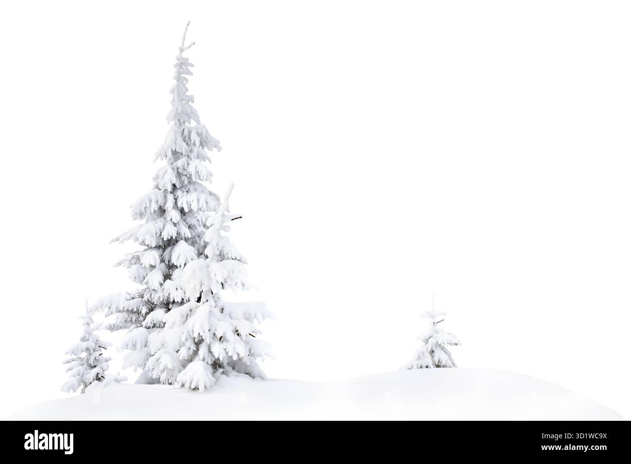 Gli abeti hanno coperto la neve su uno sfondo bianco. Alberi di Natale nella neve Foto Stock