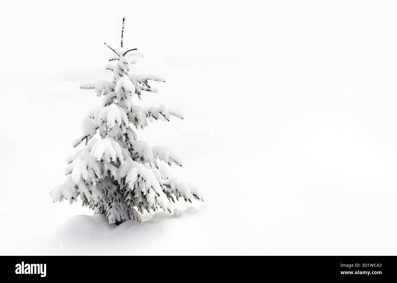 Gli abeti hanno coperto la neve su uno sfondo bianco. Alberi di Natale nella neve Foto Stock