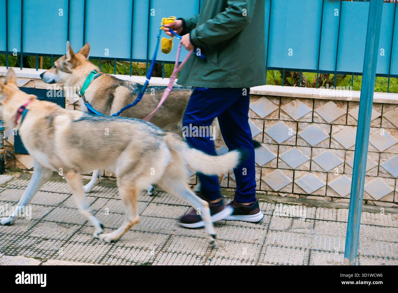 Due cani camminano sul marciapiede. Foto Stock