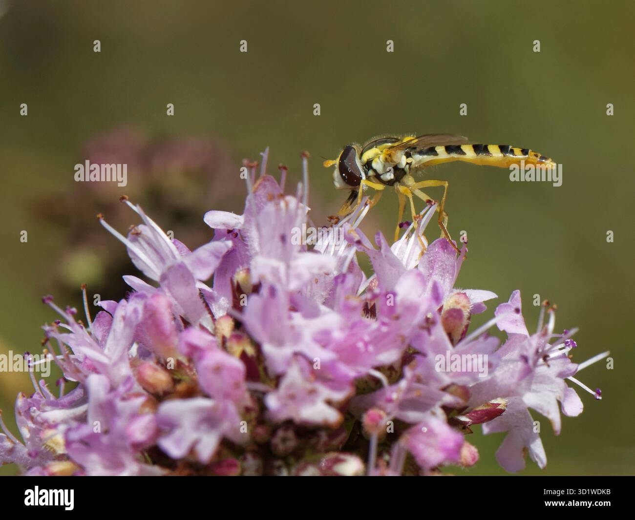 Hoverfly lungo (Sphaerophoria scripta) femmina proveniente da una testa di fioritura di marjoram selvatico (Origanum vulgare) in un prato erboso di gesso, Wiltshire, Regno Unito, Foto Stock