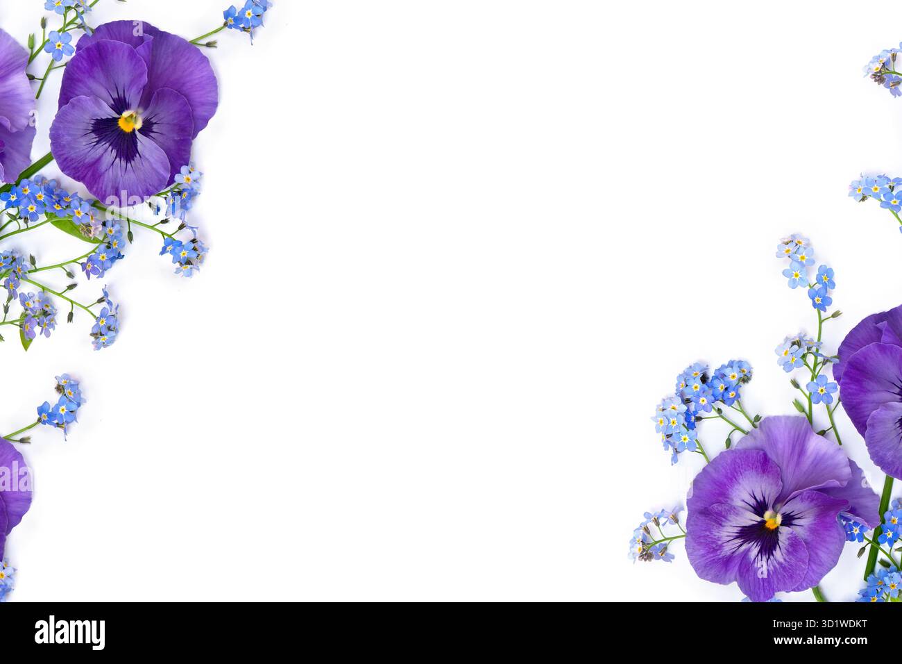 Fiori viola tricolore ( pansy ) e fiori selvatici blu dimentica-me-nots su sfondo bianco con spazio per il testo. Vista dall'alto, disposizione piatta Foto Stock