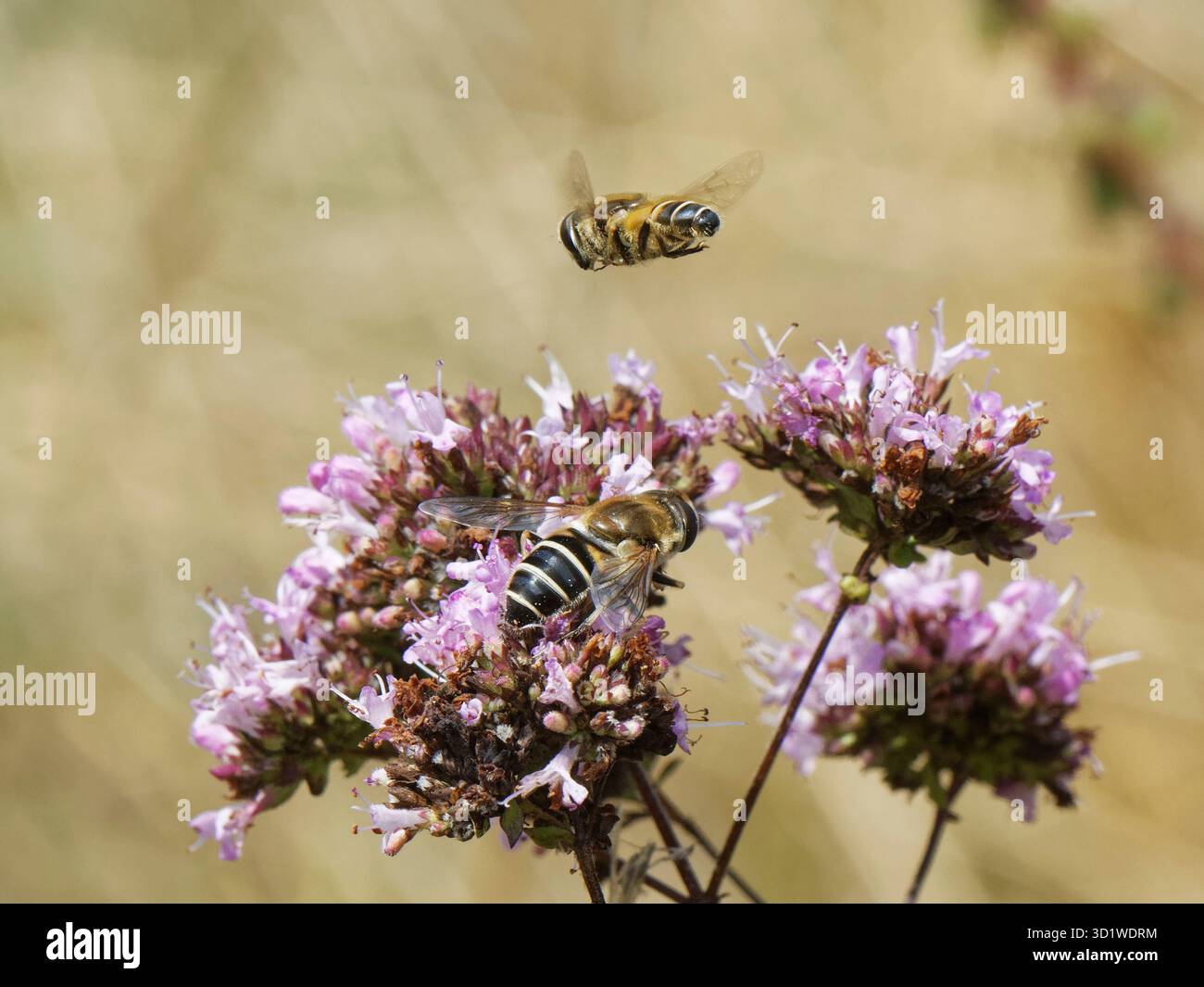 Mosca droni a strisce (Eristalis nemorum) maschile che si libra sopra una femmina mentre nettona da una marjoram selvaggia (Origanum vulgare) in un gesso g Foto Stock