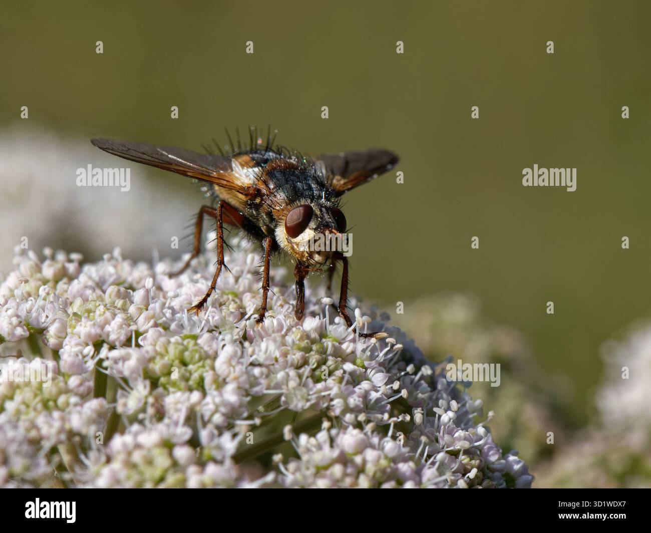 Tachina fera (Tachina fera) che si allontana da una fioritura di Angelica selvatica (Angelica sylvestris) in un'escursione nel bosco umido, Wiltshire, Regno Unito. Foto Stock