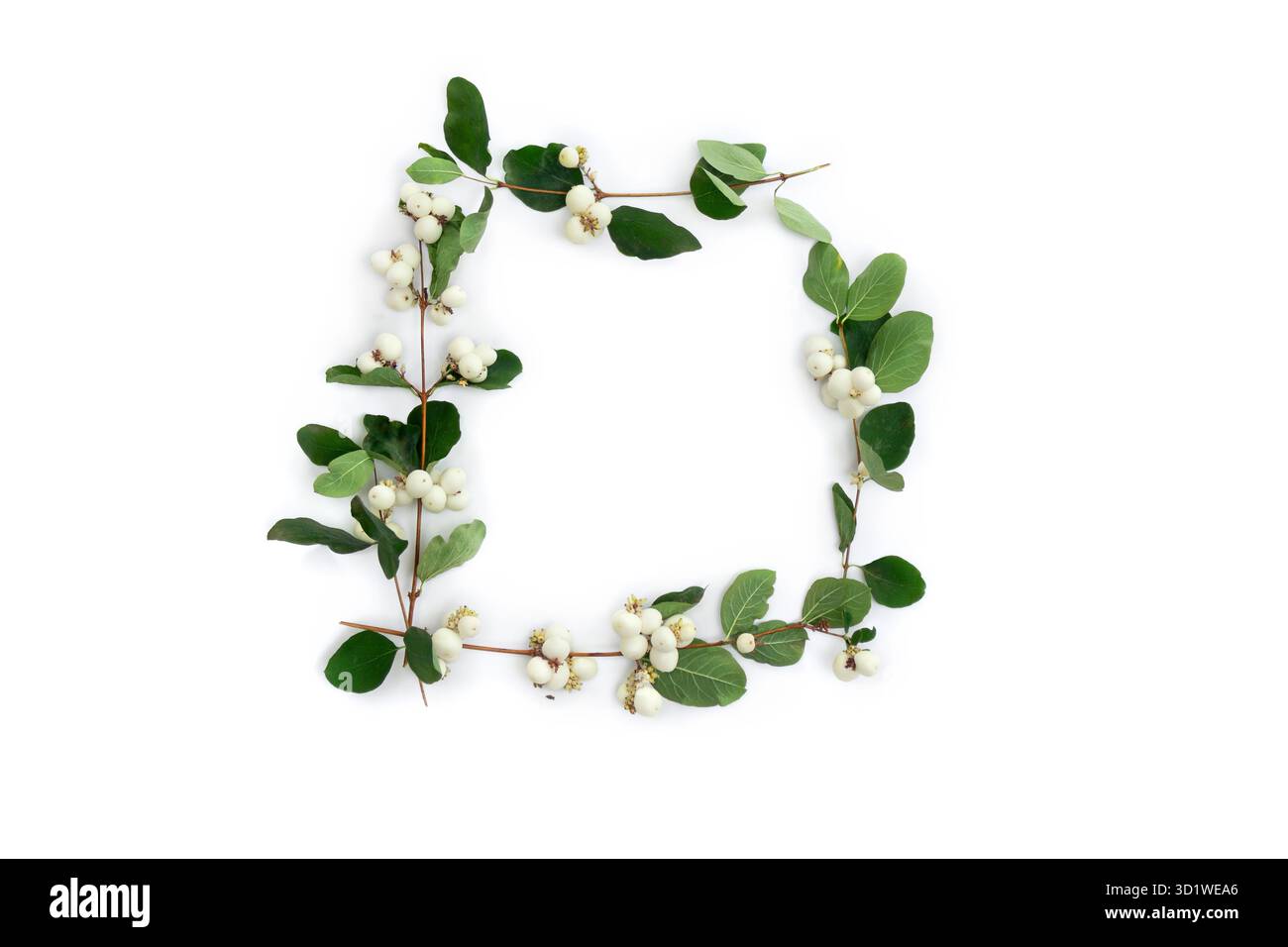 Cornice quadrata composta da rami Symphoricarpos (nevoso) con foglie verdi e bacche bianche, disposti su fondo bianco con spazio vuoto Foto Stock
