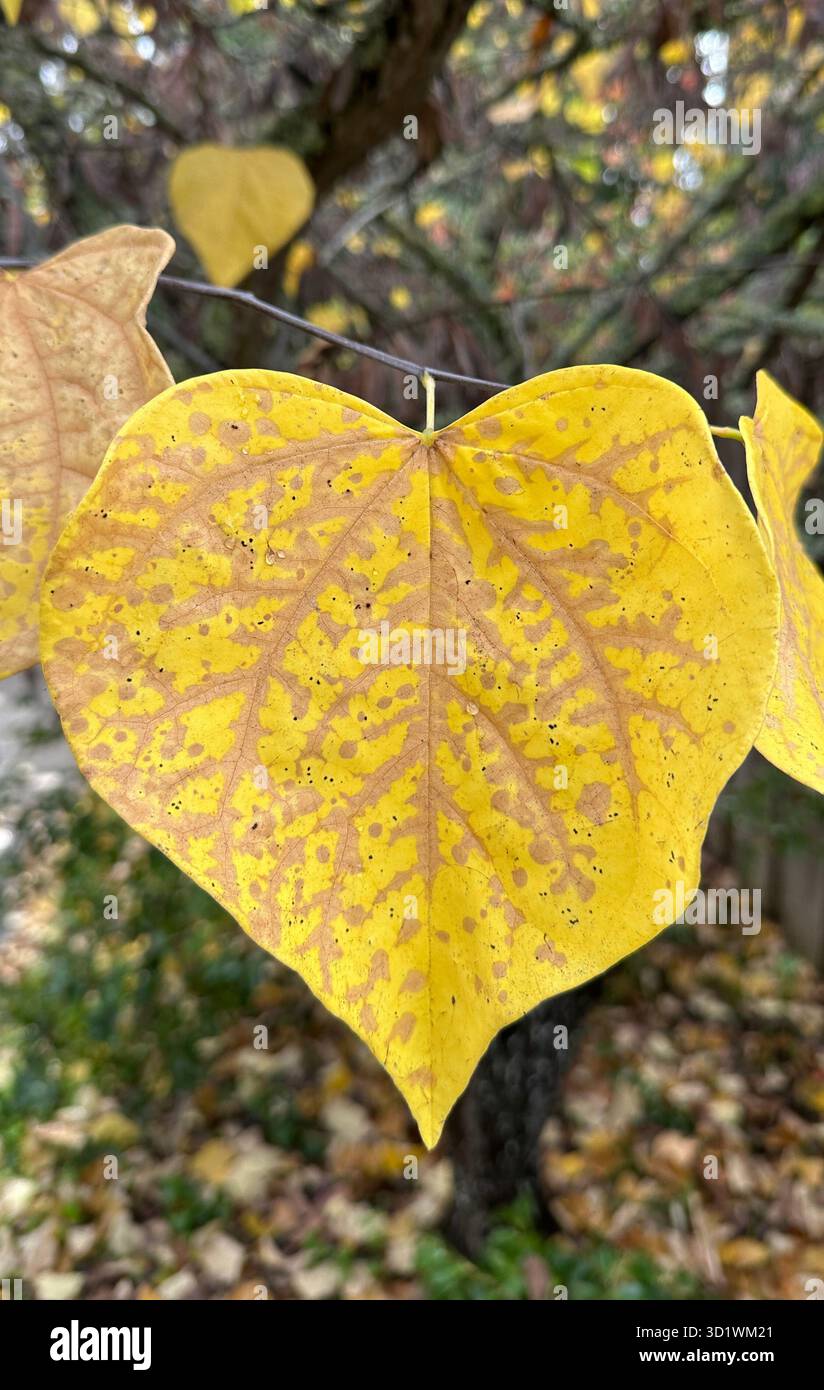 Bellissime foglie gialle a forma di cuore con vene, ON e albero di Redbud orientale in autunno. Foto Stock