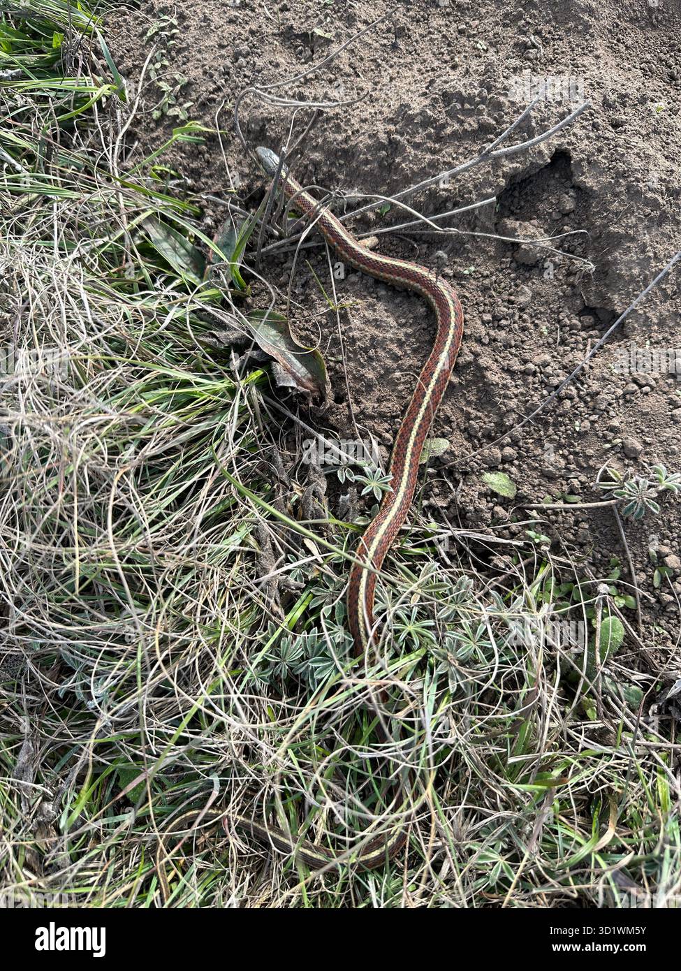 Un serpente giarrettiera comune, sulla costa di Sonoma in California. Foto Stock