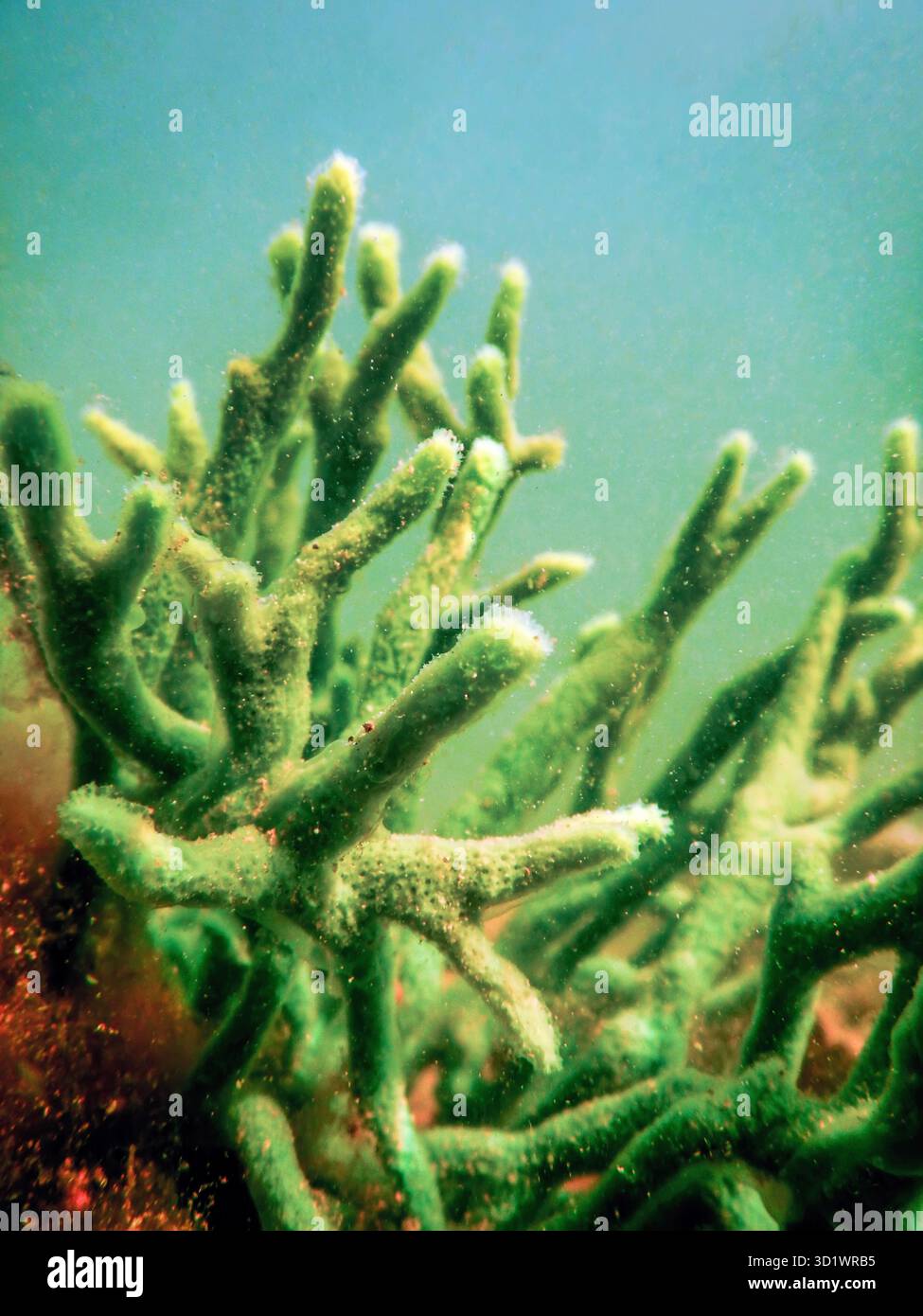 Spugna di acqua dolce (Spongilla lacustris) Spongillidae acqua dolce subacquea Foto Stock