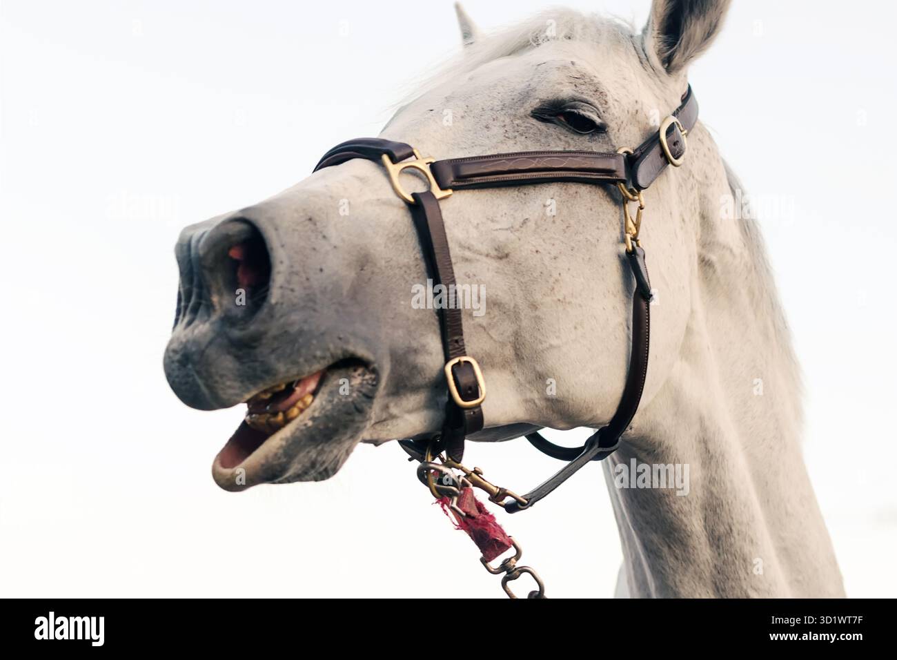 Funny cavallo ritratto isolato sullo sfondo bianco. Foto Stock