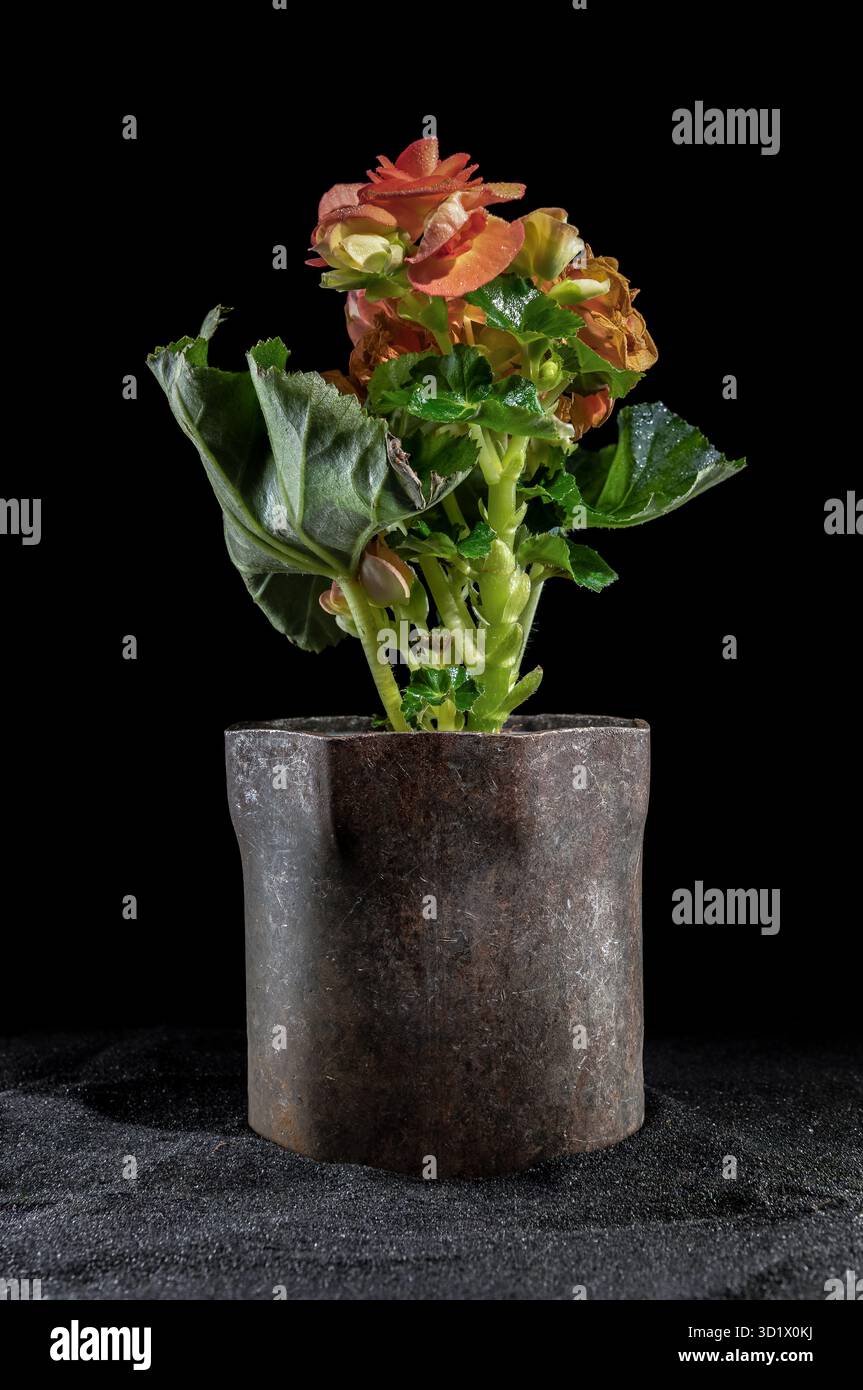 Begonia in un contenitore di metallo rustico Foto Stock
