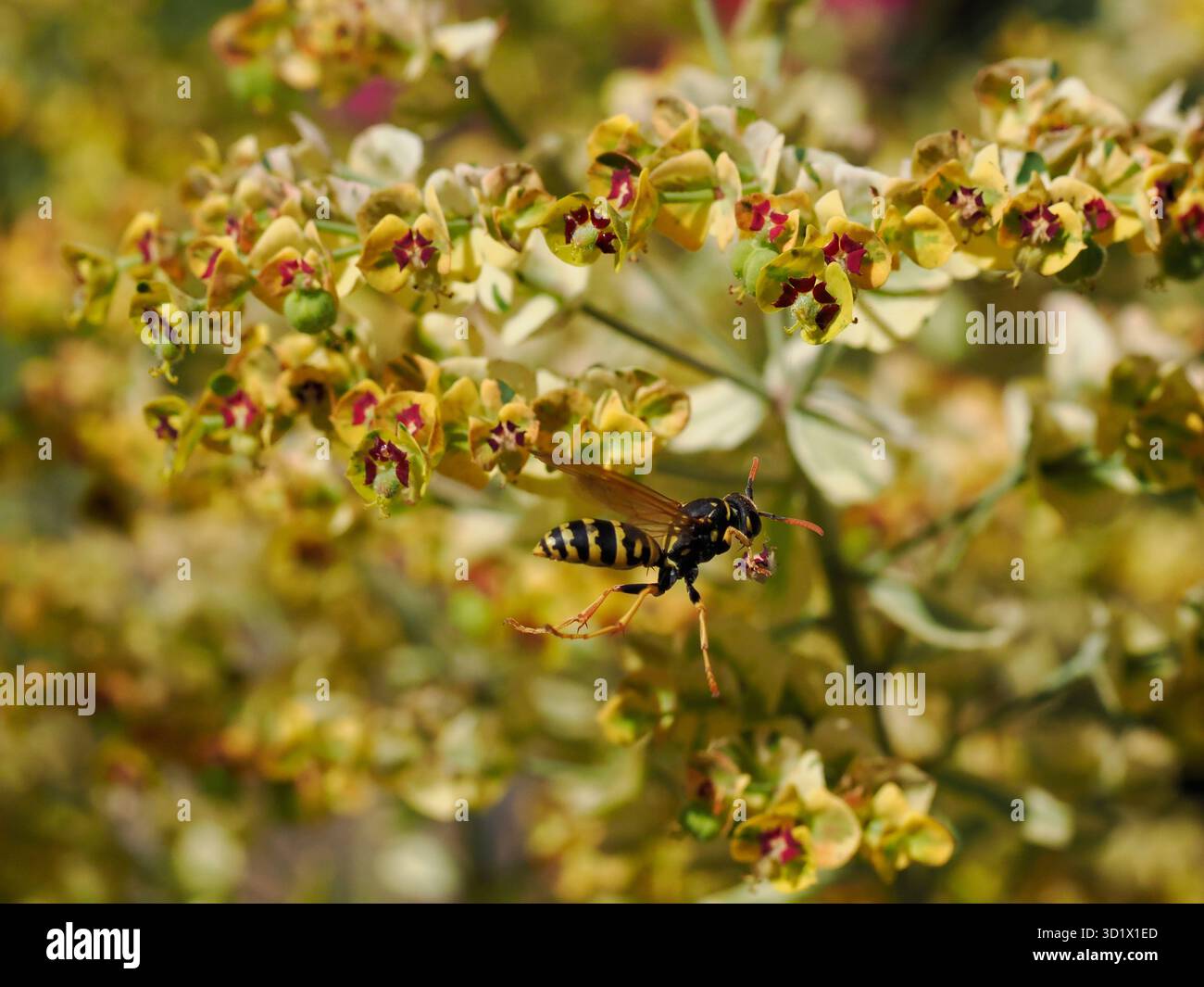 Macro di vespa (Polistes gallicus) vista dal profilo in volo tra i fiori dell'euforia Foto Stock
