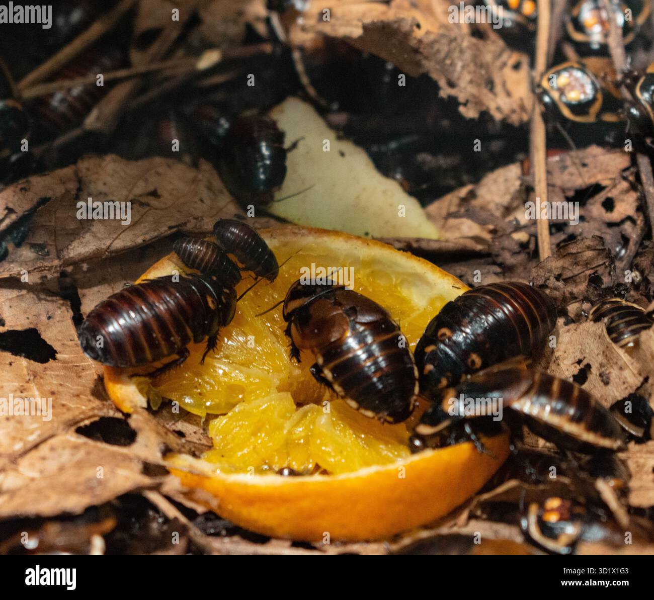 Primo piano di Cockroach sibilato in Madagascar. Animale esotico, insetto tropicale. Foto Stock