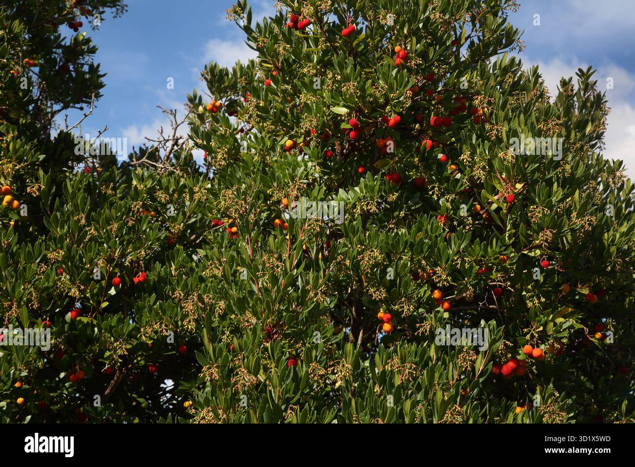 Fragola con frutta matura e non matura Surrey England Foto Stock