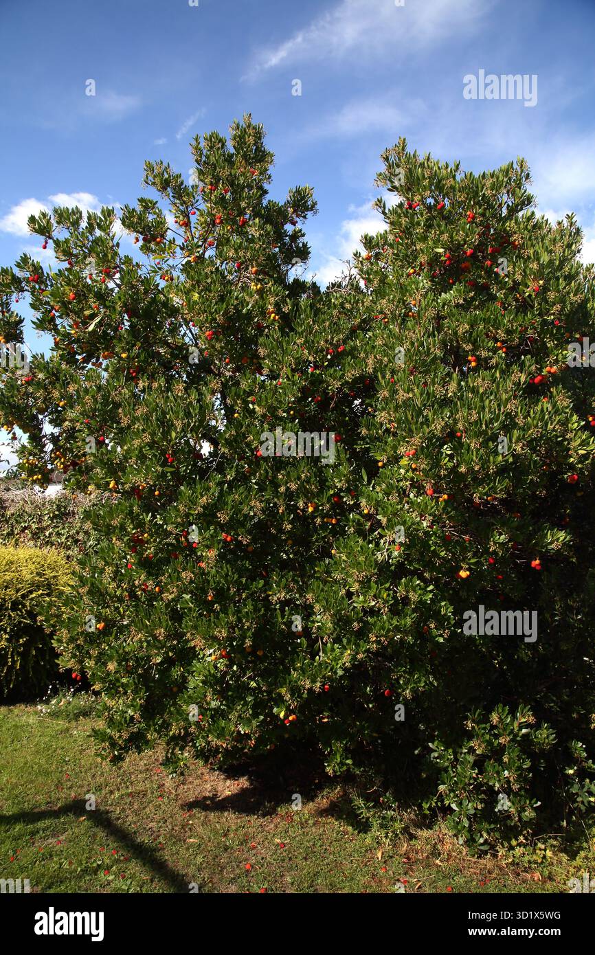 Fragola con frutta matura e non matura Surrey England Foto Stock