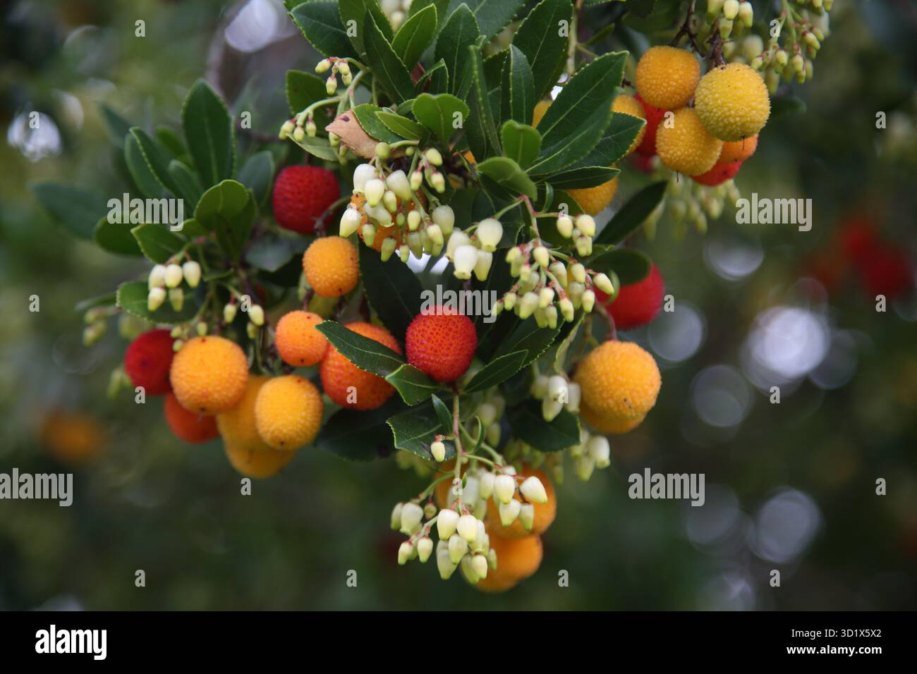 Primo piano di Un ramo di Un albero di fragola con fiori e frutta matura e non matura Surrey England Foto Stock