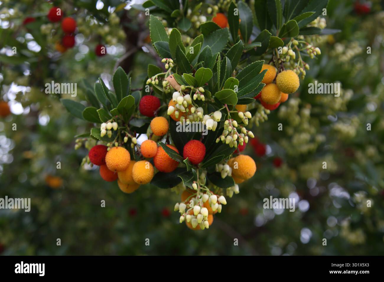 Primo piano di Un ramo di Un albero di fragola con fiori e frutta matura e non matura Surrey England Foto Stock