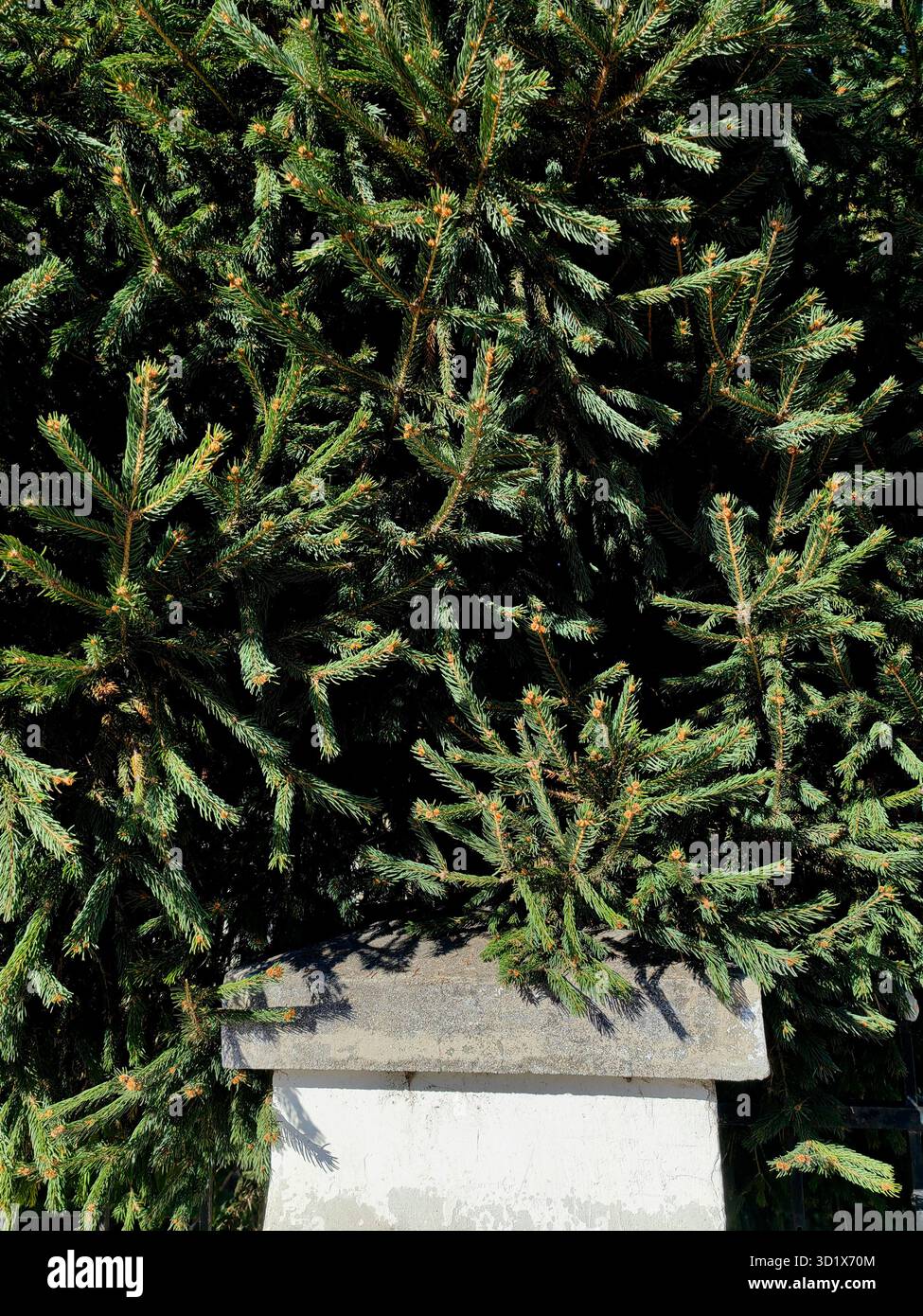 Evergreen in autunno. Foto Stock