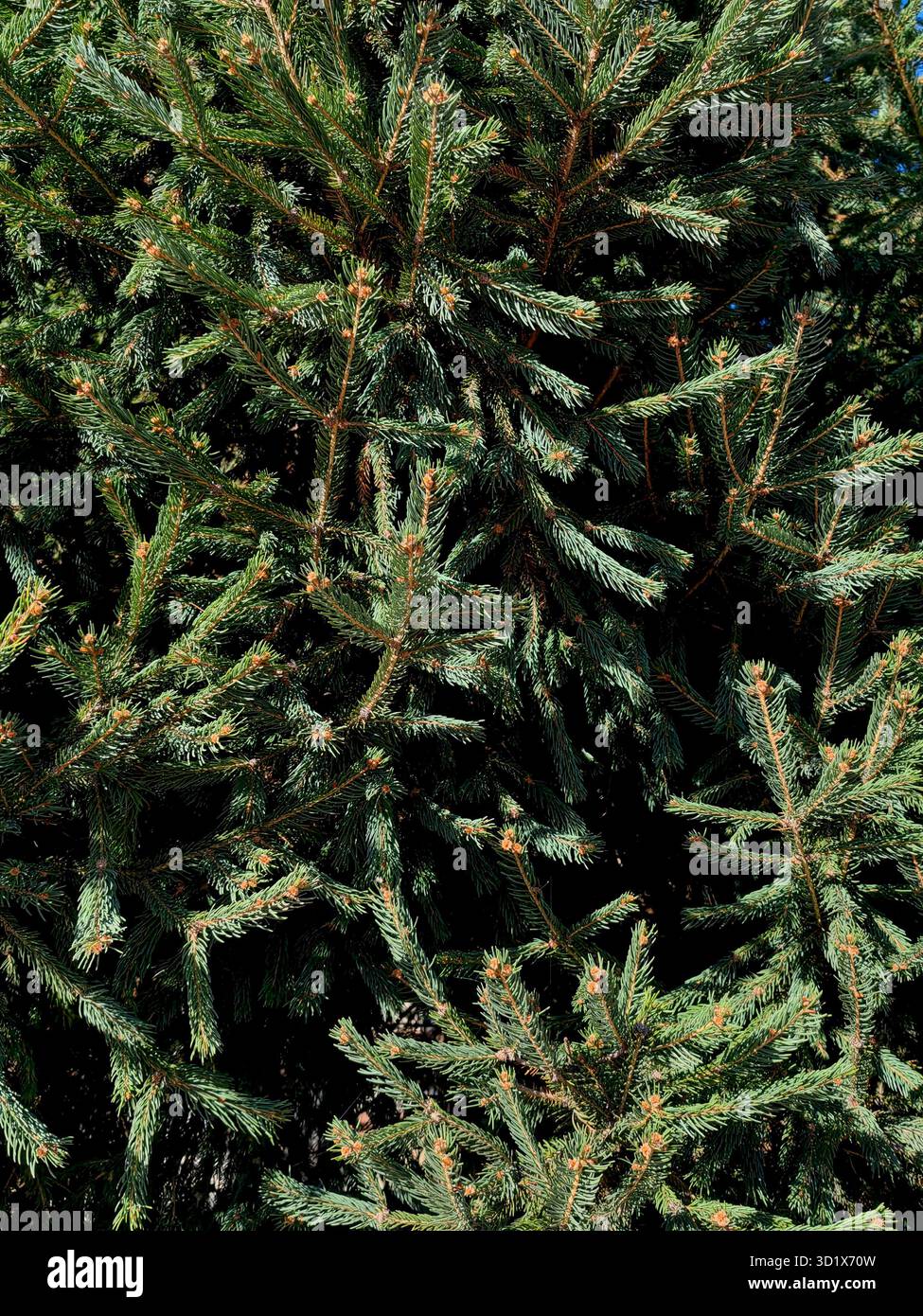 Baldacchino Evergreen in autunno Foto Stock