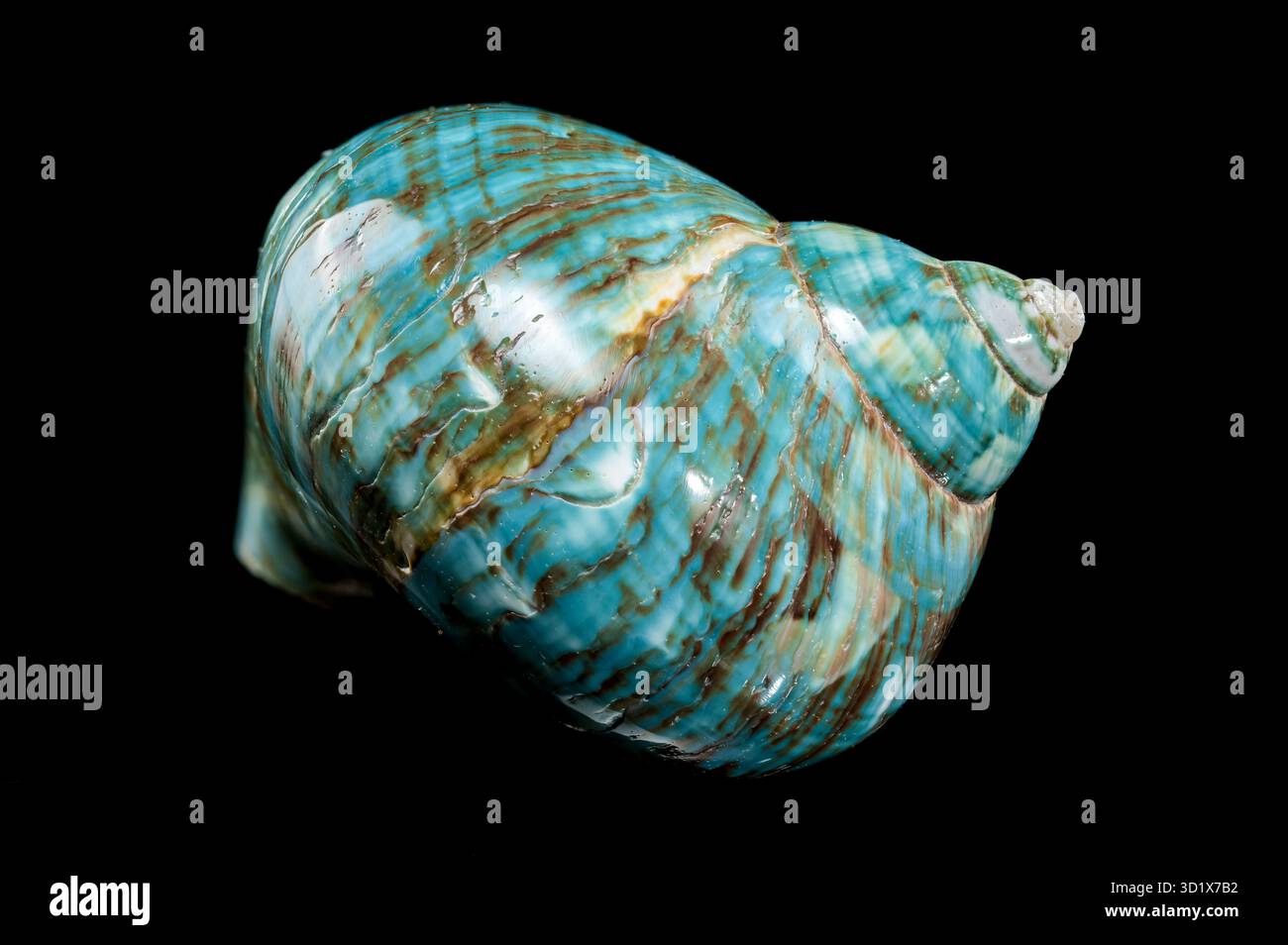 Guscio Nautilus turchese lucido Foto Stock