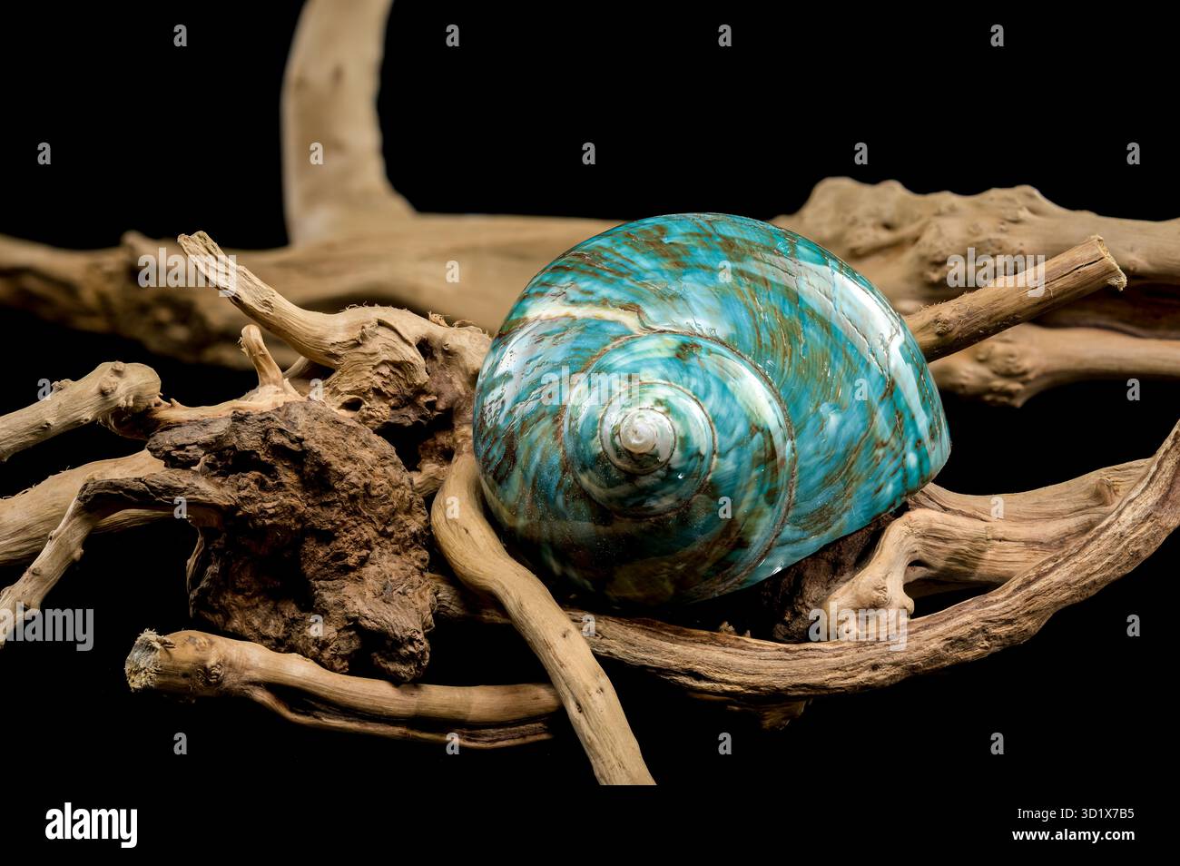 Guscio Nautilus turchese lucido Foto Stock