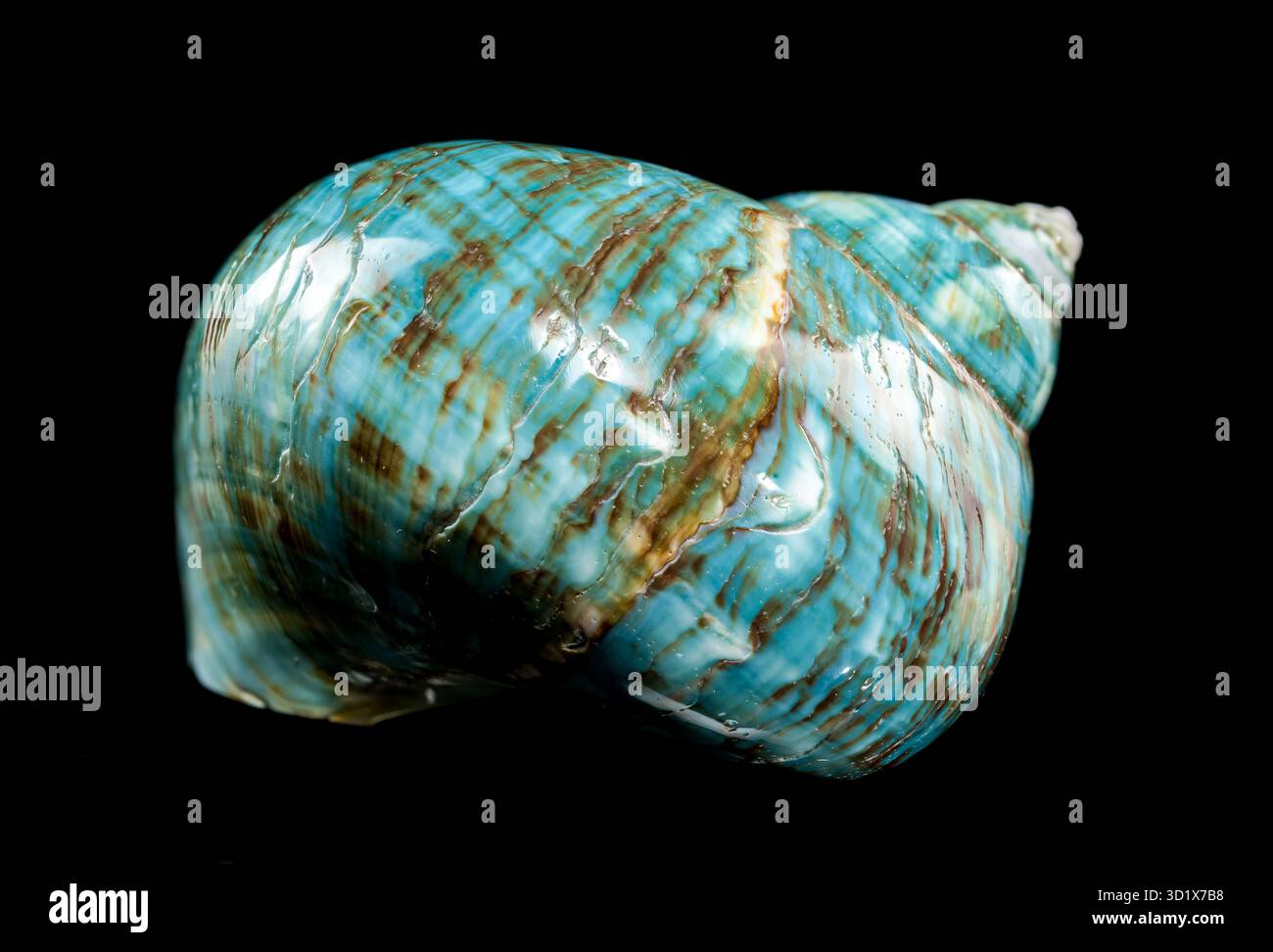 Guscio Nautilus turchese lucido Foto Stock