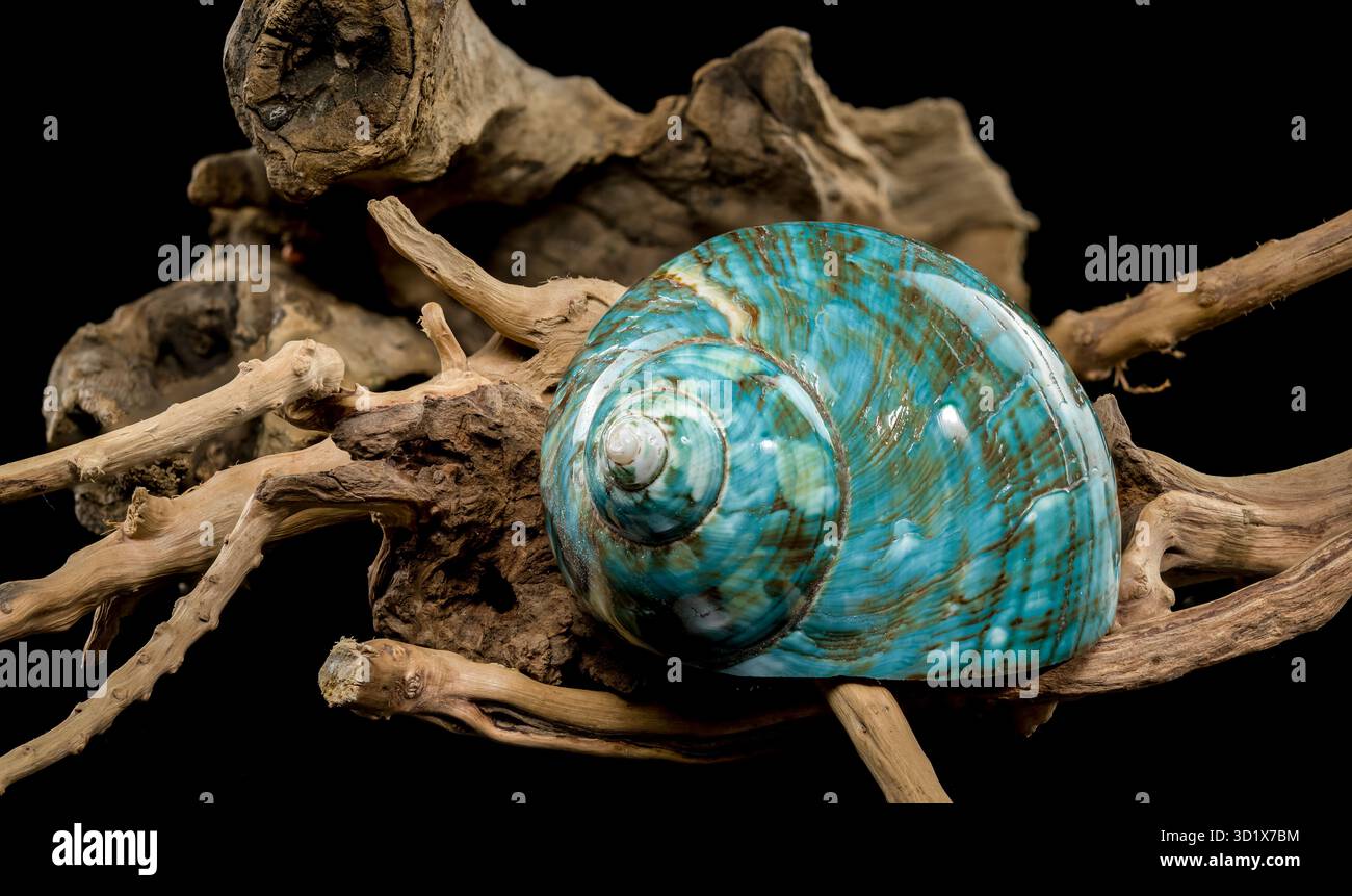 Guscio Nautilus turchese lucido Foto Stock