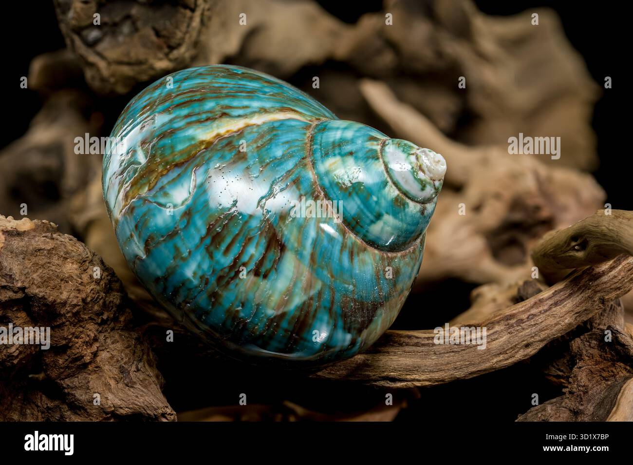 Guscio Nautilus turchese lucido Foto Stock